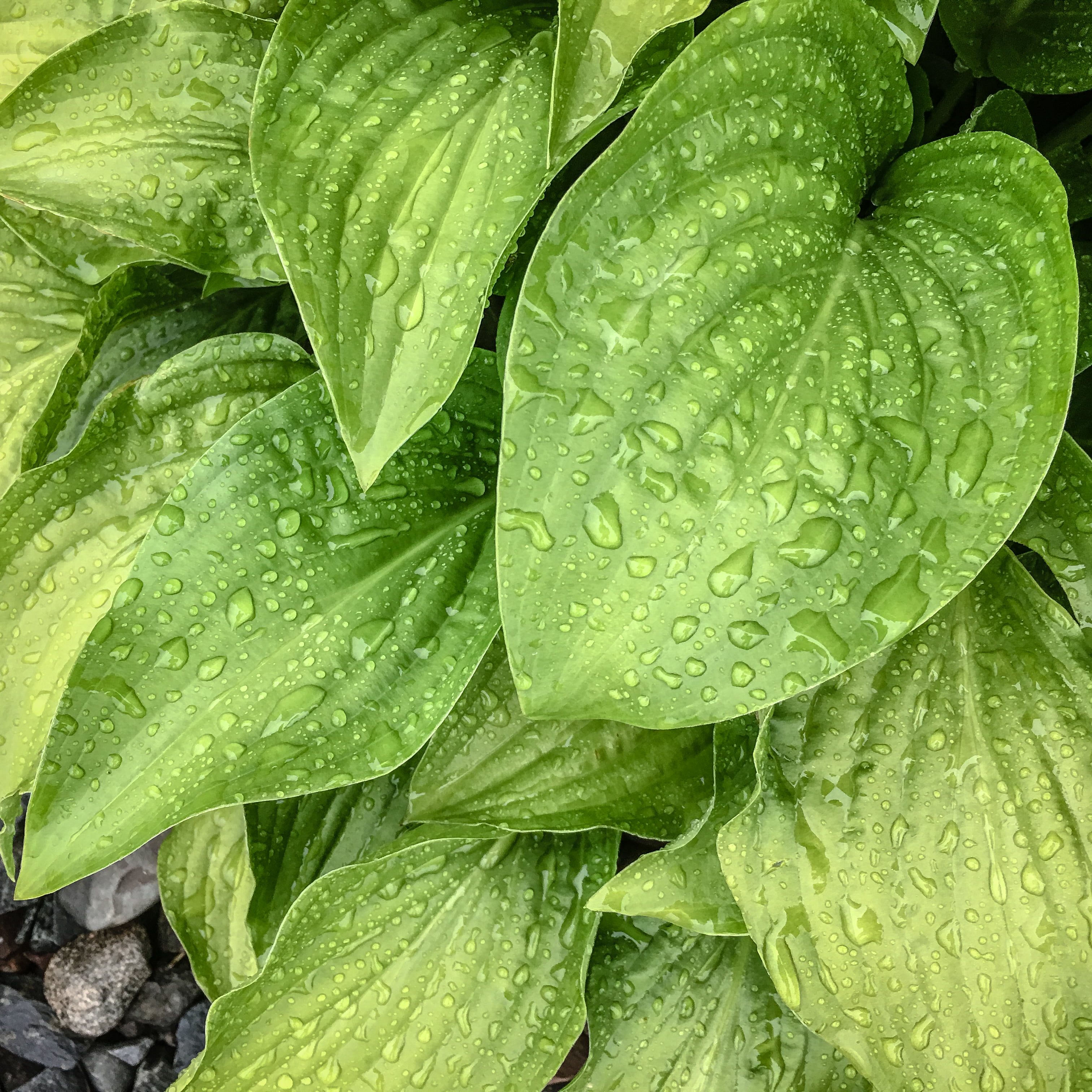 backgrounds, photo, plant, green leaves, United States, 2K, closeup, green leaf, Duluth  Minnesota, freshness, Minnesota  United, Hosta, leaf, close-up, Phone HD Wallpaper