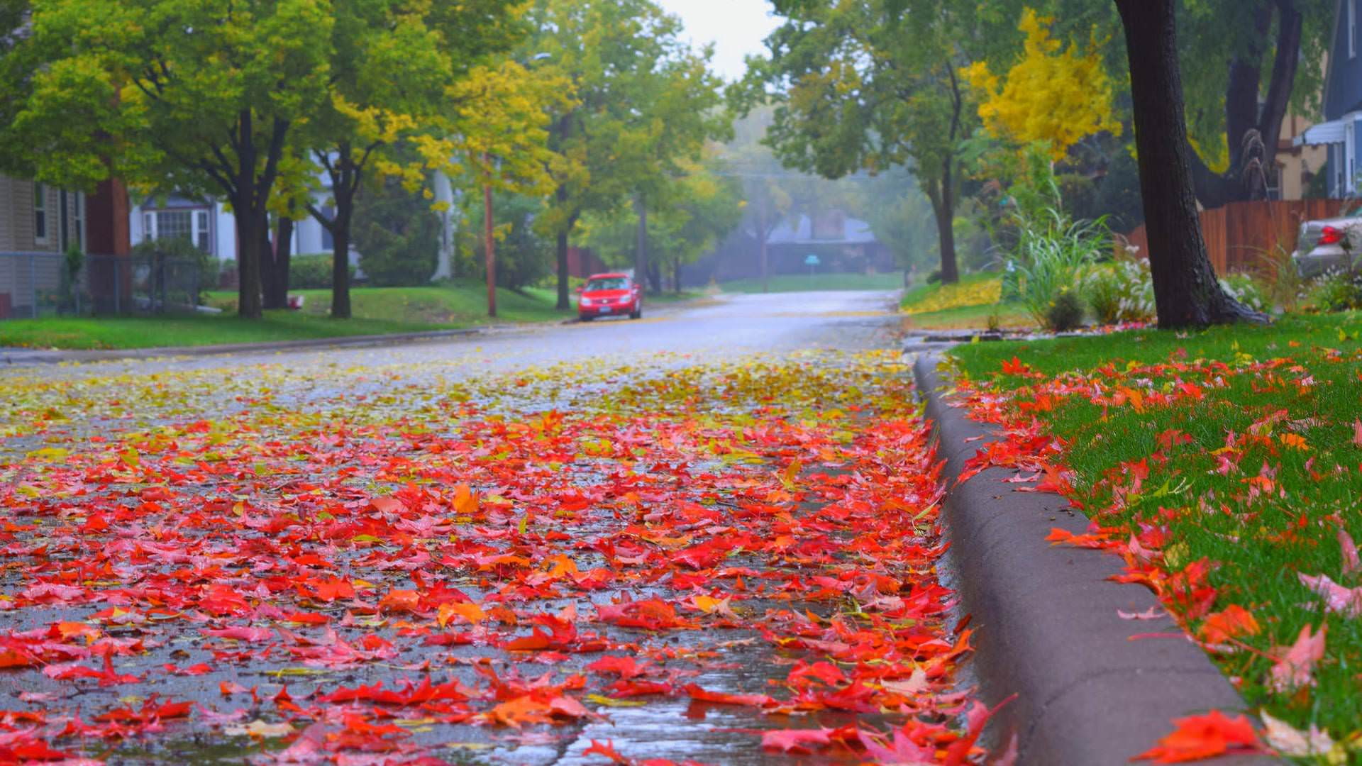 falling, no people, street, land vehicle, mode of transportation, leaves, 1080P, orange color, rainy, road, transportation, minnesota, nature, plant part, HD Wallpaper