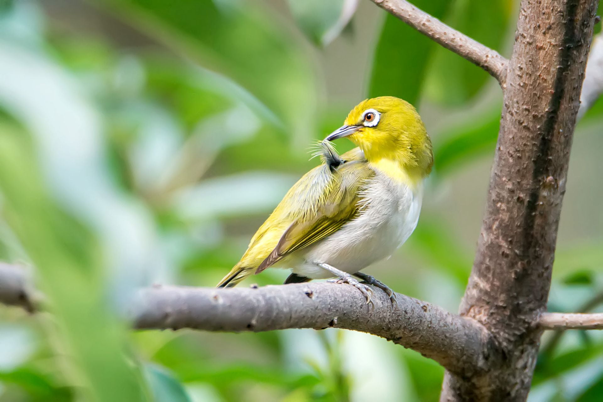 Japanese White-eye, yellow, bird, Japanese  White-eye, animals In The Wild, tree, eye, tree branch, branch, japanese, white bird, daytime, wildlife, beak, HD Wallpaper
