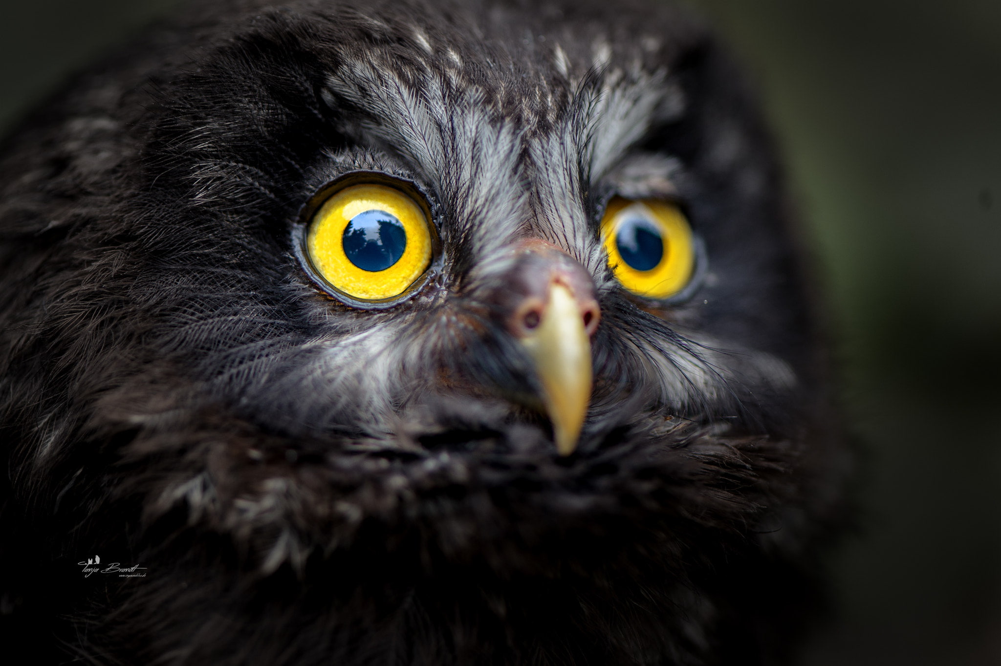 beak, yellow eyes, animals, closeup, feathers, 1080P, Tanja Brandt, birds, owl, HD Wallpaper