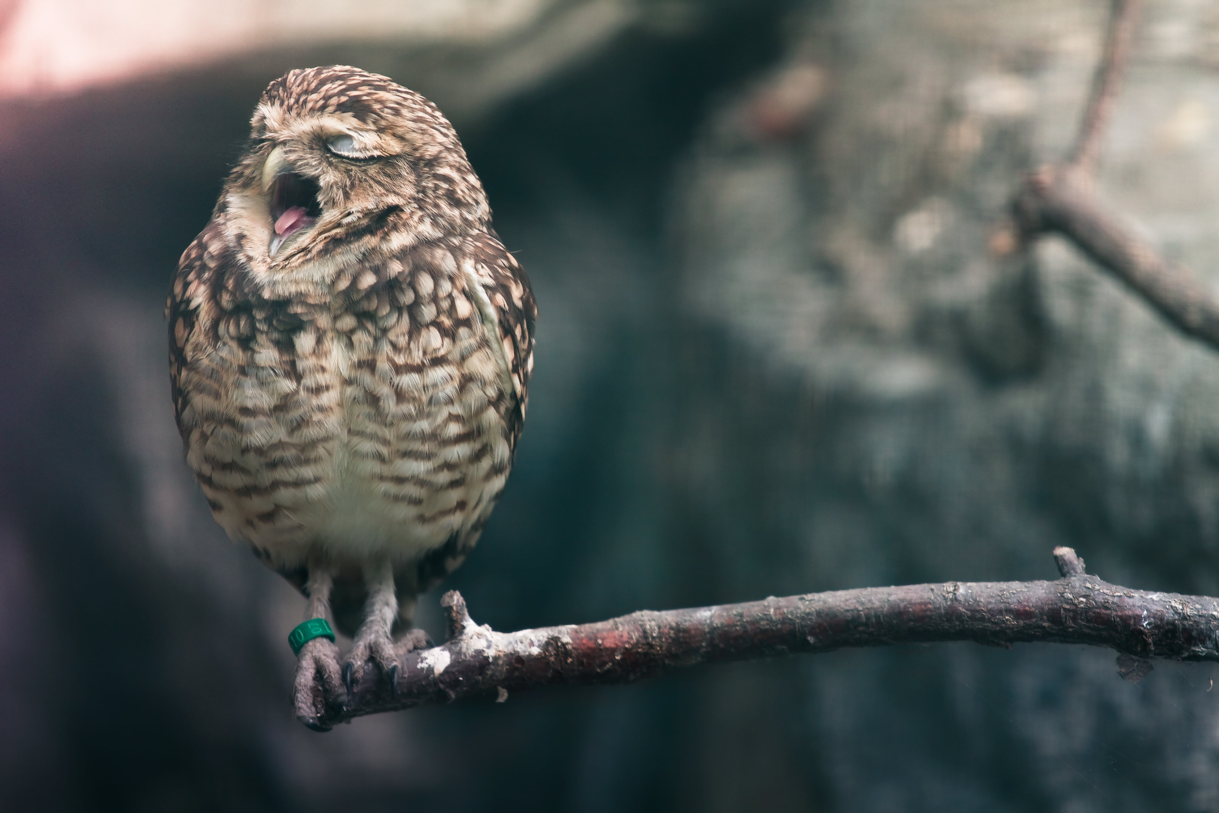 Vogel, Burrowing Owl, outdoors, 5K, Bird, Berlin  Zoo, branch, yawning, nature, owl, animal, wildlife, brown wood, standing, müde, white, Canon 7D, wood, HD Wallpaper