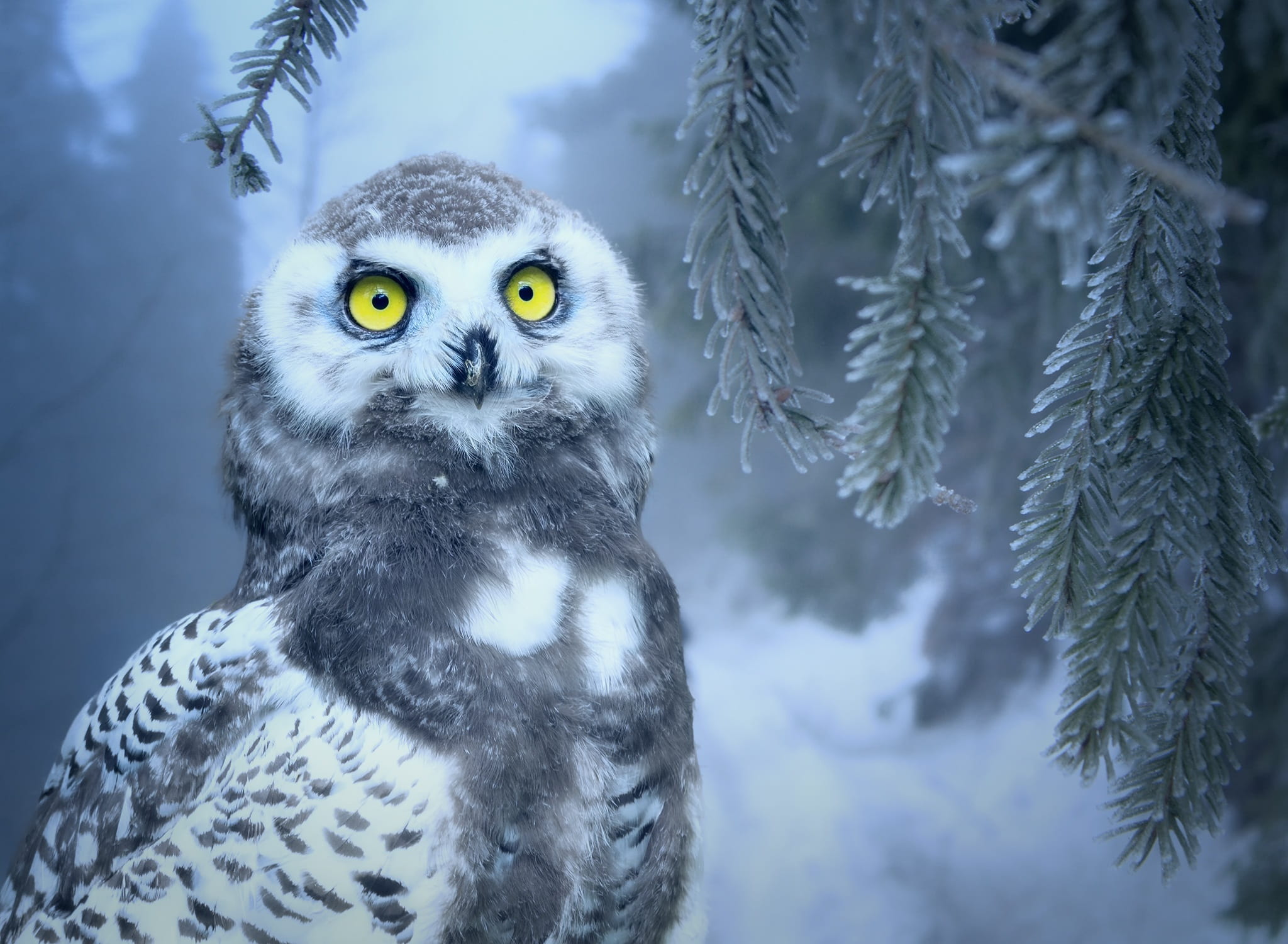 animal wildlife, nature, white, tree, nocturnal, bird, animal, eyes, owl, vertebrate, covered, winter, yellow eyes, one animal, portrait, cold temperature, HD Wallpaper