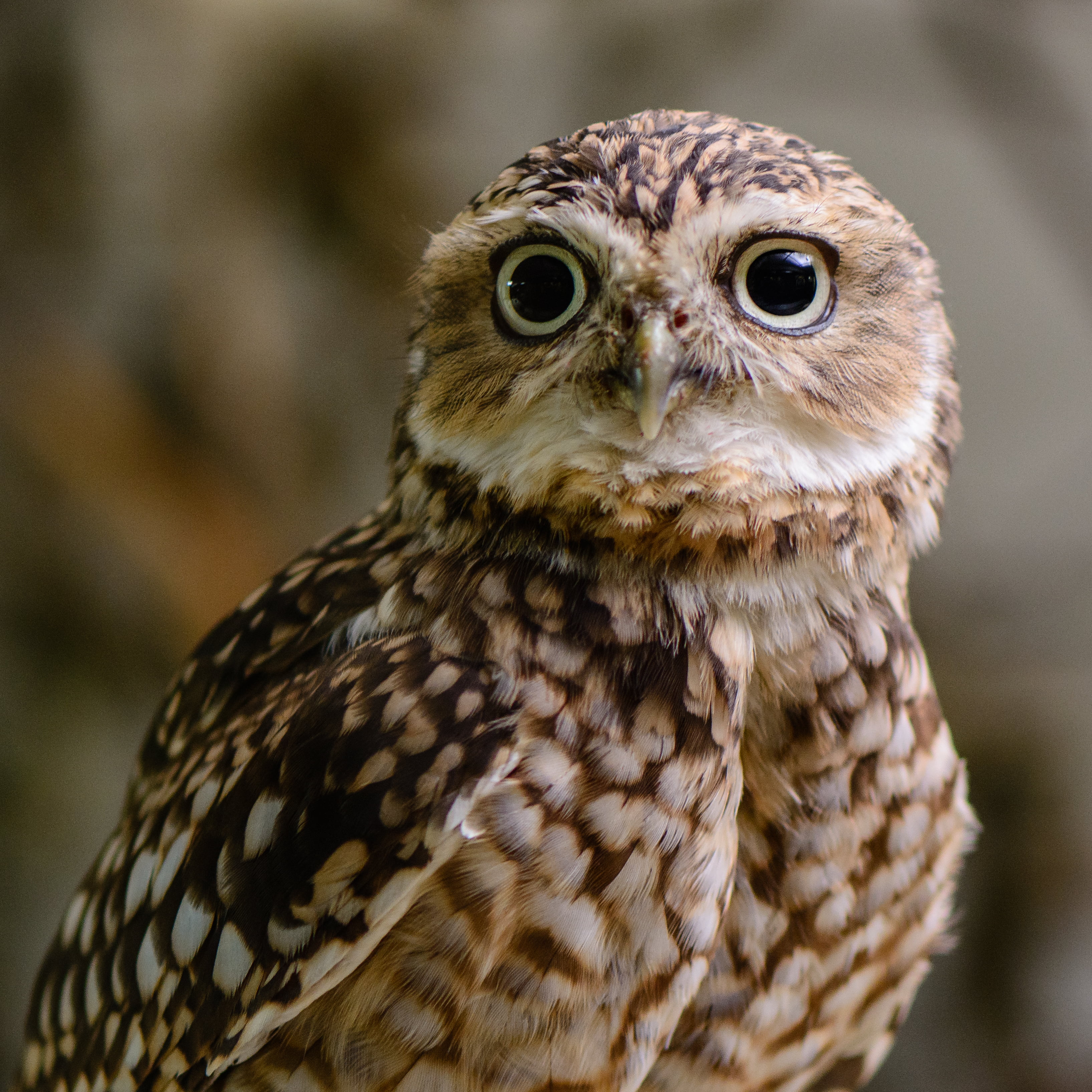 Zoo Zürich, close-up, Schweiz, carnivore, Tiere, Zoo Zurich, Burrowing  owl, Switzerland, 2K, Vogel, burrowing, Burrowing owl, bird, Vögel, Zoo  Zurich, Phone HD Wallpaper
