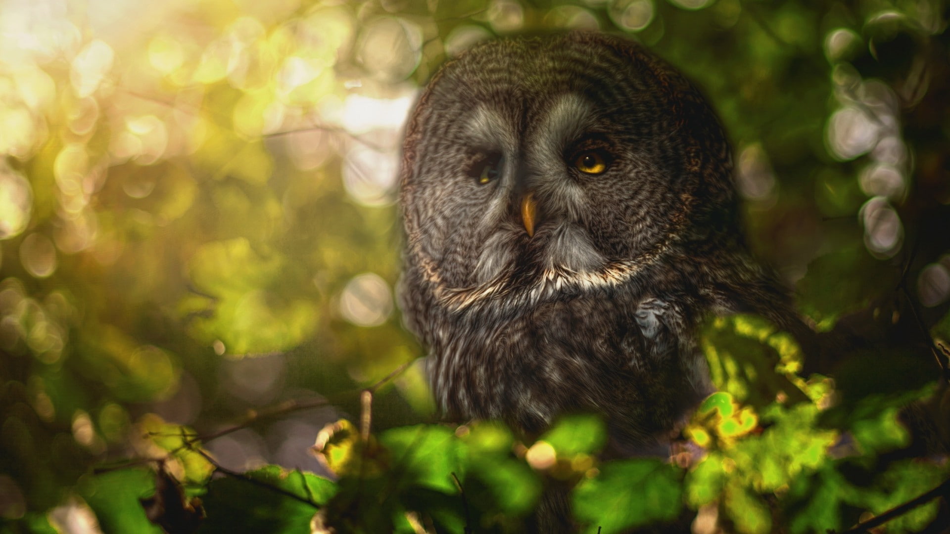 branch, birds, animals, 1080P, nature, leaves, yellow eyes, depth of field, owl, feathers, trees, HD Wallpaper