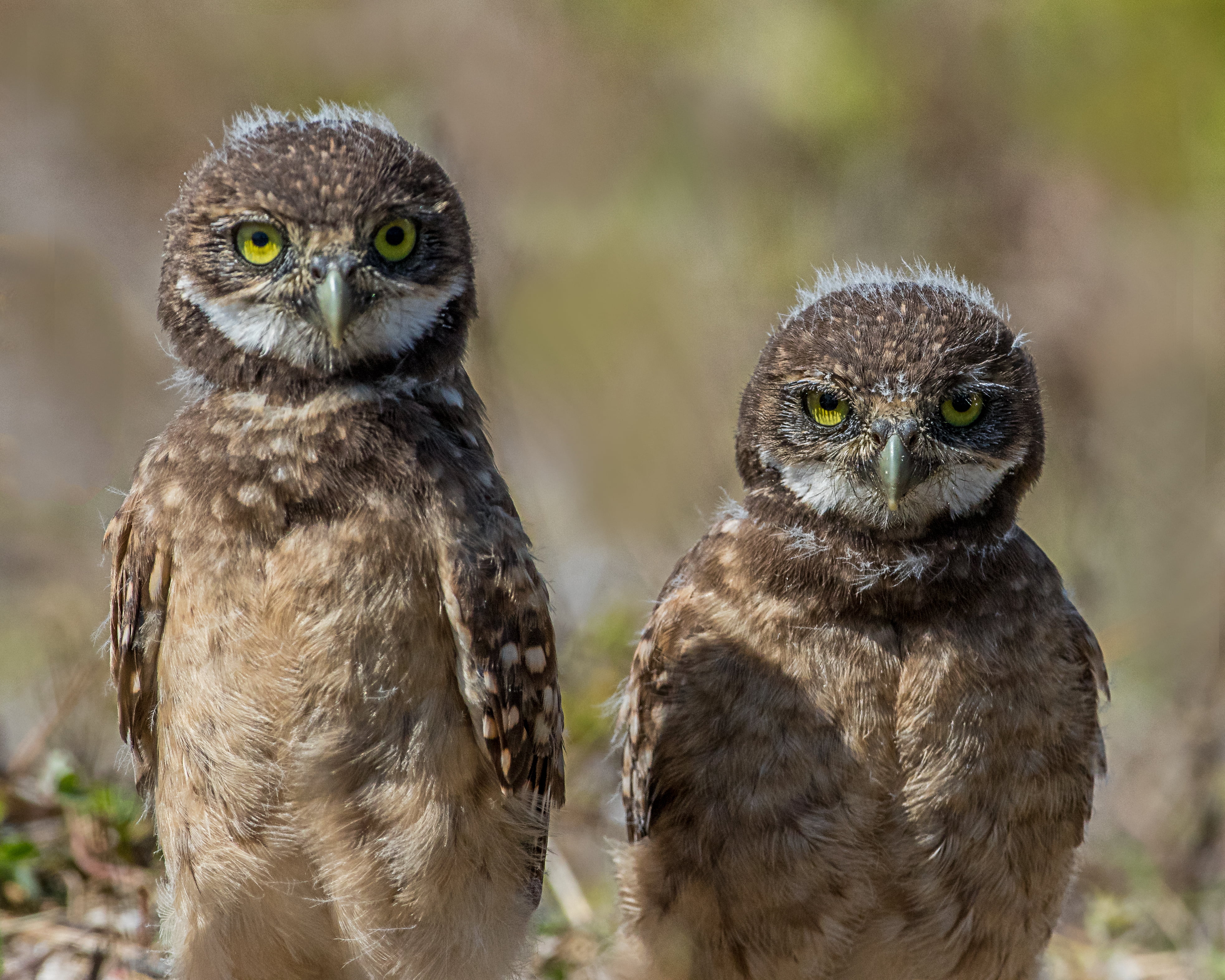animals In The Wild, bird, Burrowing, Marco Island  Florida, animal, brown, wildlife, feather, chicks, shallow, nature, carnivore, bird of Prey, Explore, HD Wallpaper