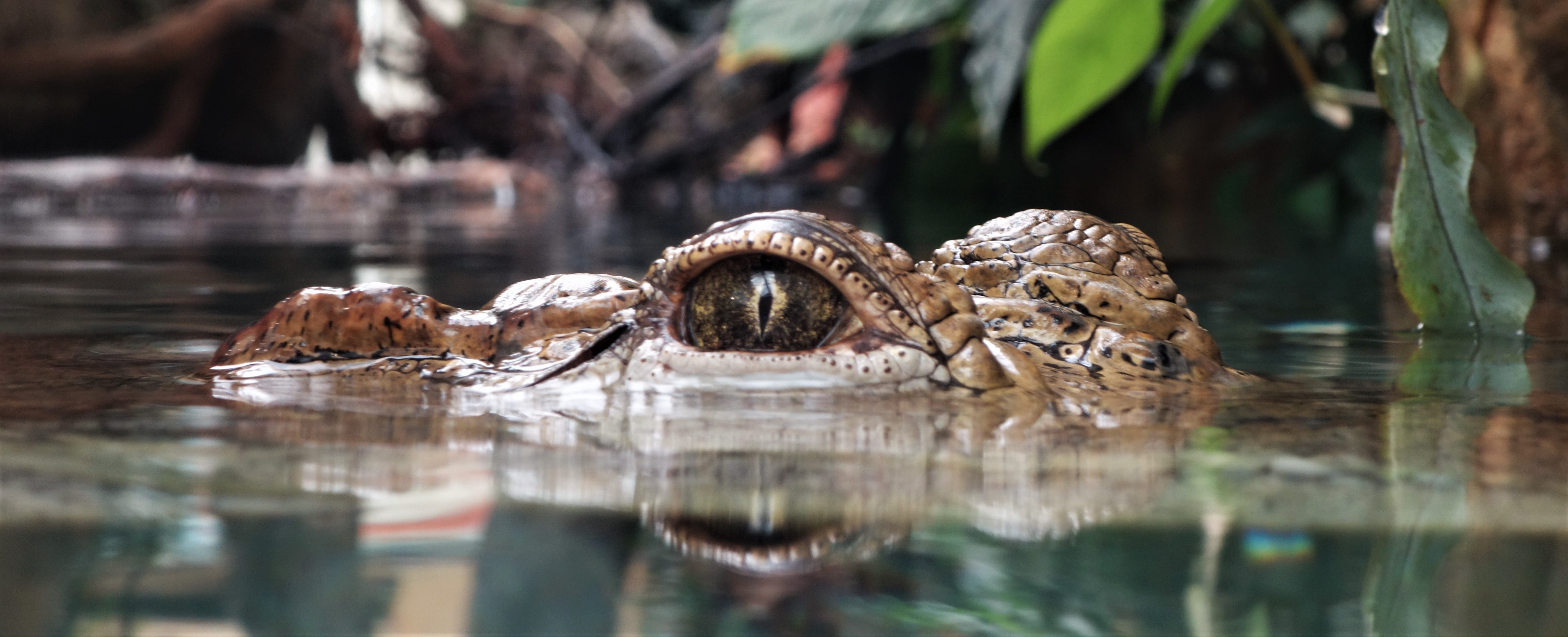 animal themes, dangerous, animal head, animal wildlife, day, no people, alligator, danger, outdoors, water, wilderness, animal, photography, vertebrate, HD Wallpaper