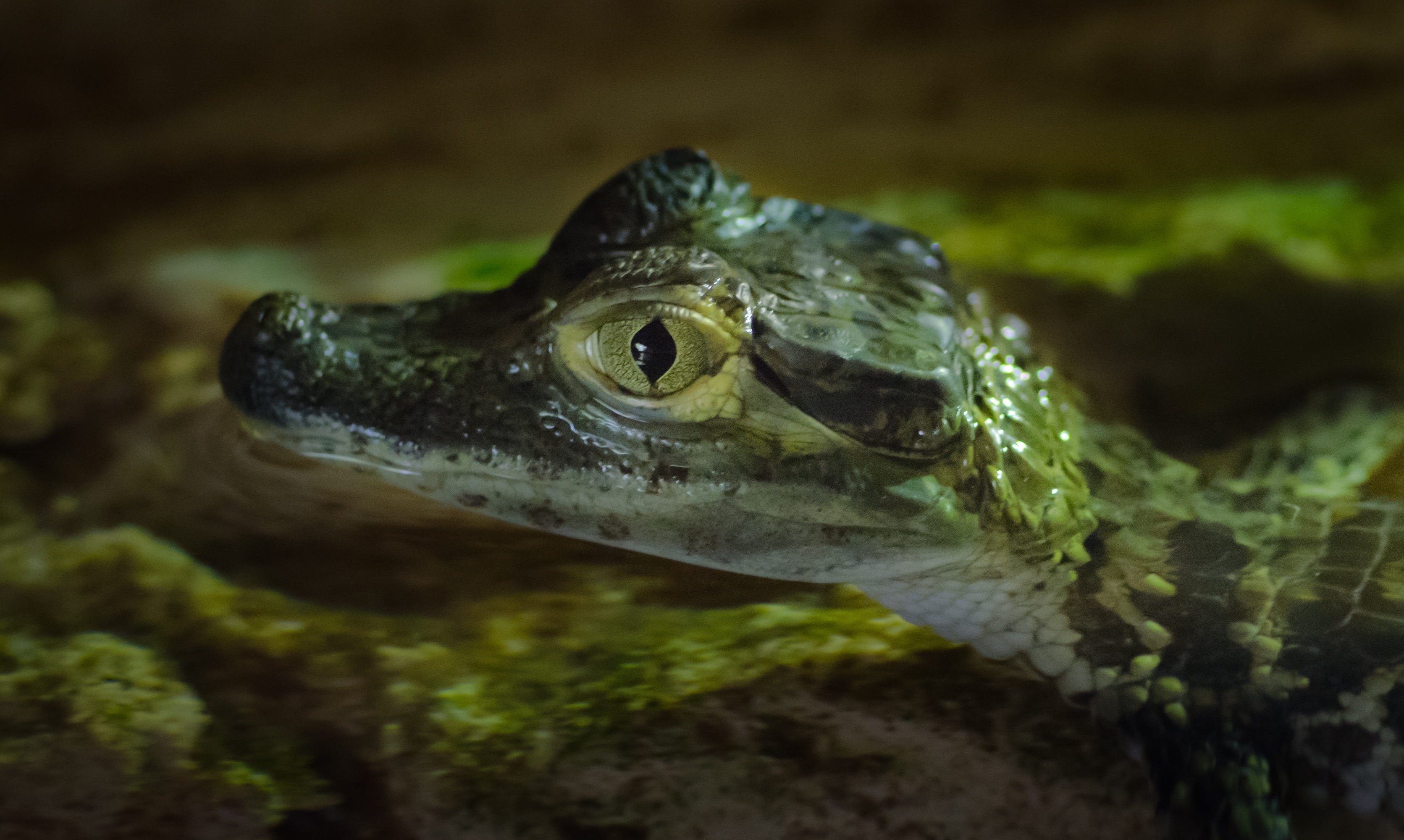 alligator, animal head, dangerous, vertebrate, animal eye, lizard, day, photography, animals in the wild, portrait, no people, animal body part, wildlife, HD Wallpaper