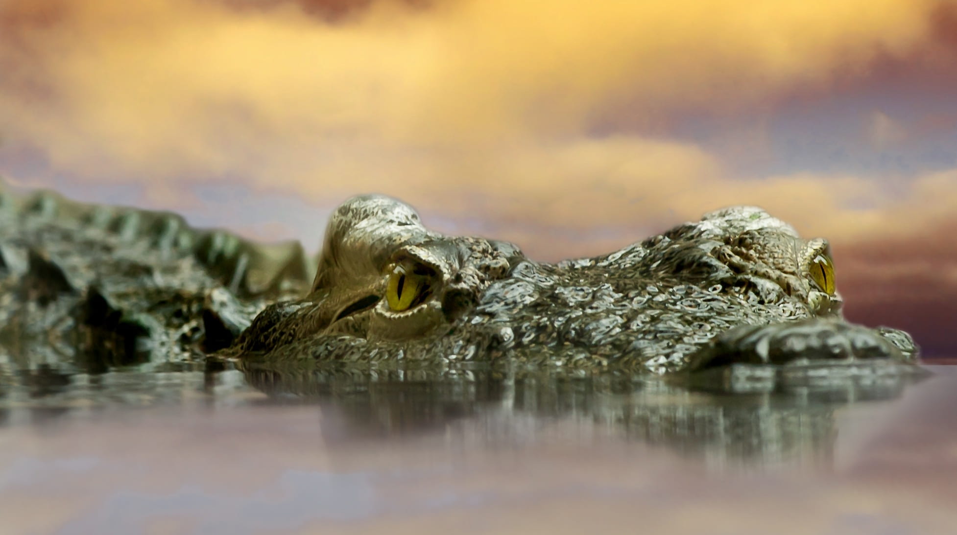scale, animal, animal body part, reflection, dangerous, water, nature, eye, animals in the wild, head, swimming, mammal, selective focus, crocodylus acutus, HD Wallpaper