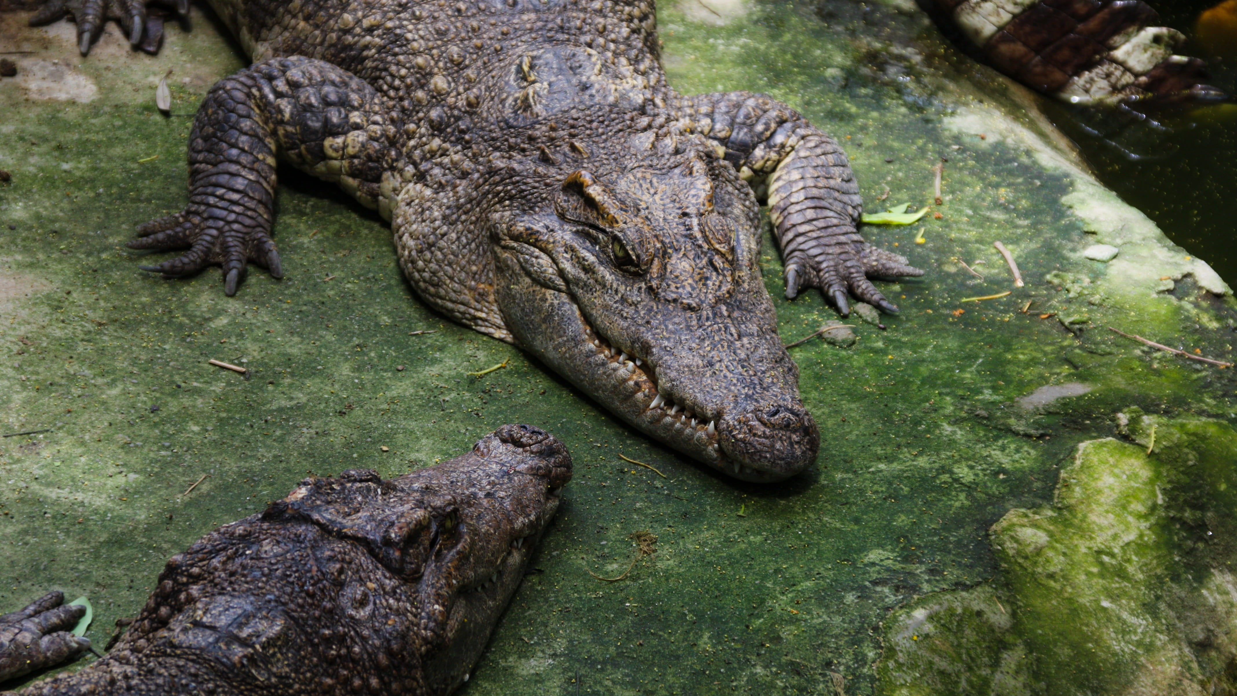 day, Crocodiles, danger, africa, one animal, carnivore, tree, 4K, warning sign, alligator, zoo, Reptile, mouth open, animal body part, animal, animal head, HD Wallpaper