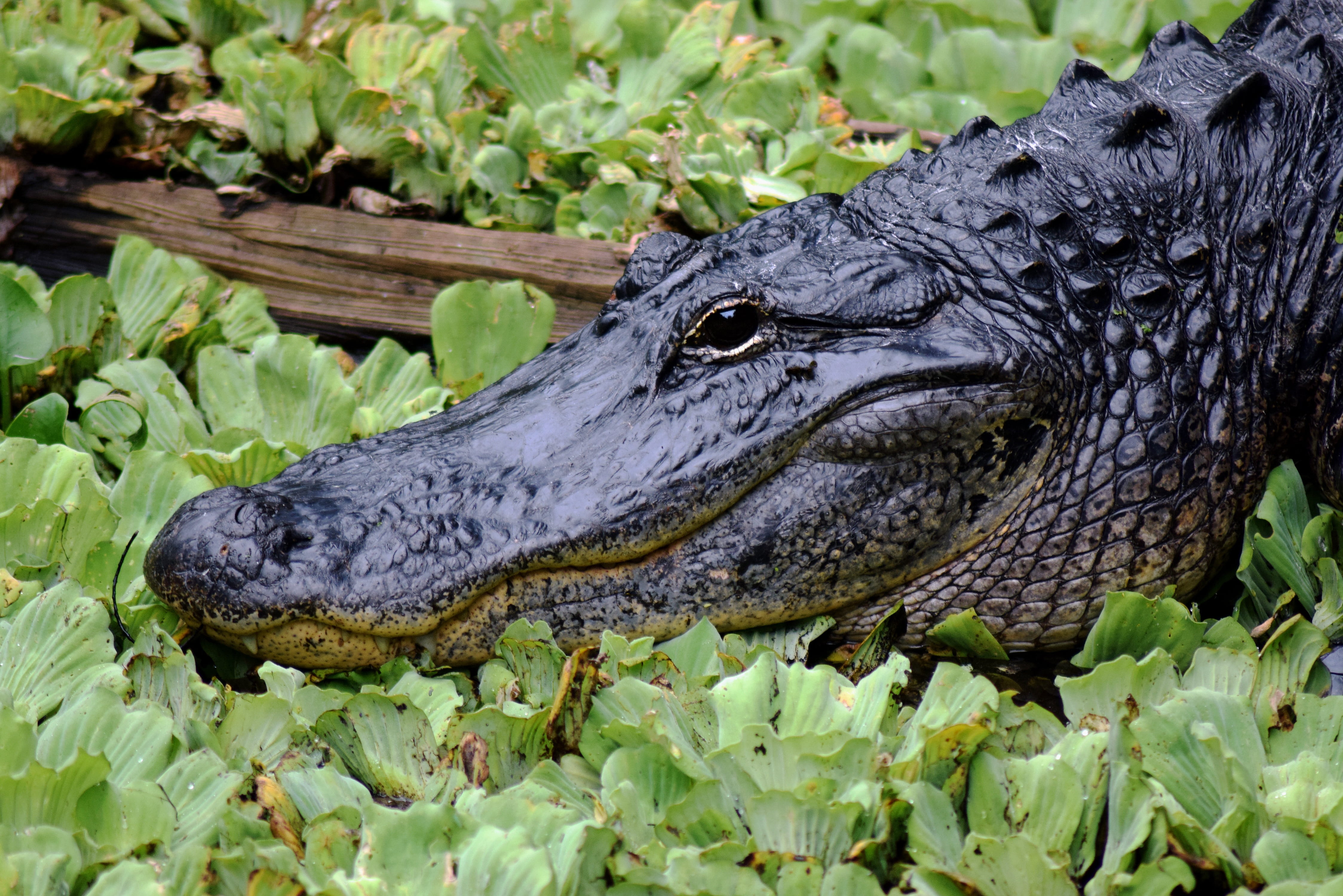 animal themes, reptile, sign, vertebrate, water, black, carnivore, wetland, Florida, Face, Eye, animals in the wild, wild, close-up, head, animal teeth, HD Wallpaper