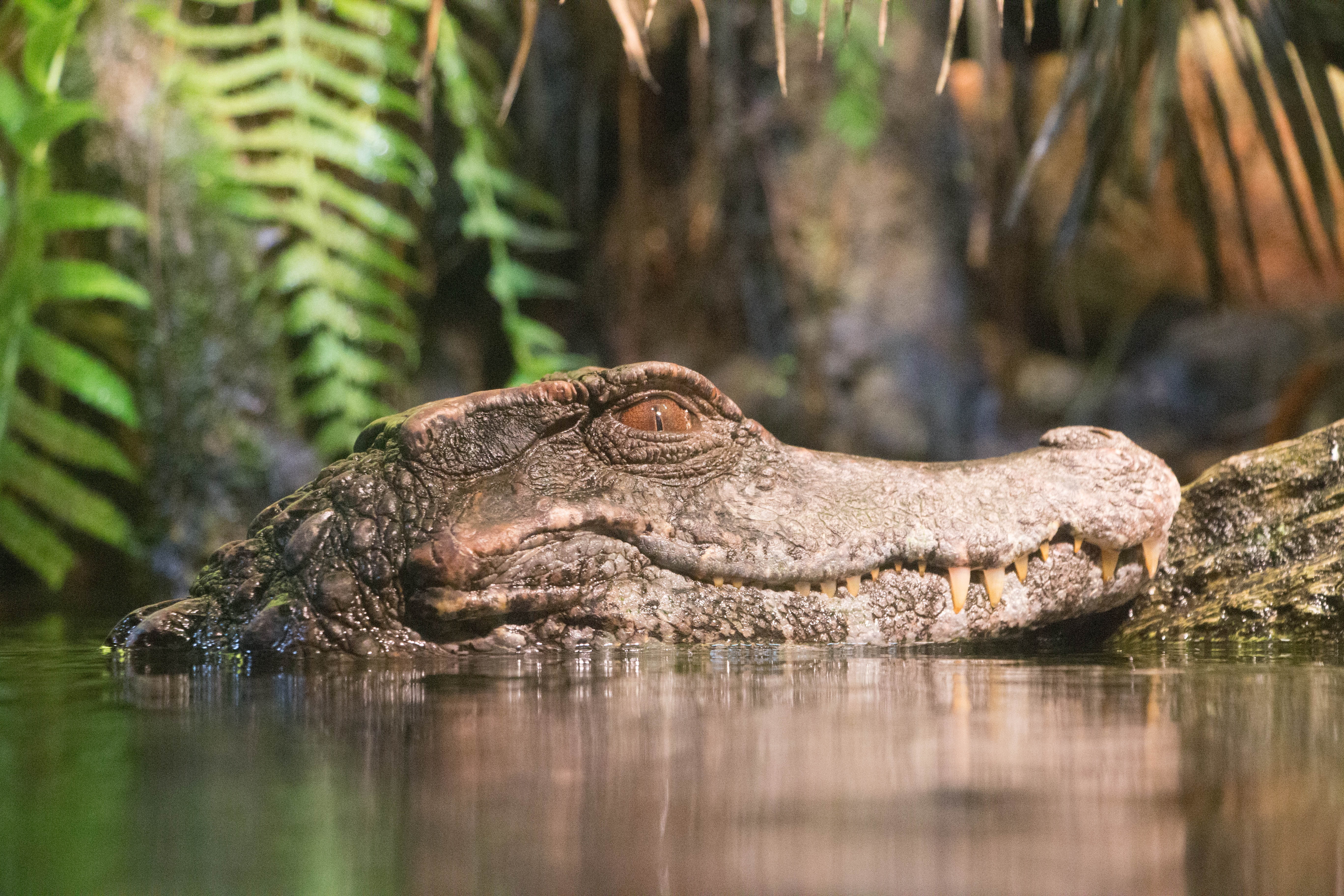 vertebrate, marsh, one animal, relaxation, crocodile, no people, carnivore, 5K, animal body part, lake, danger, waterfront, side view, alligator, tree, HD Wallpaper