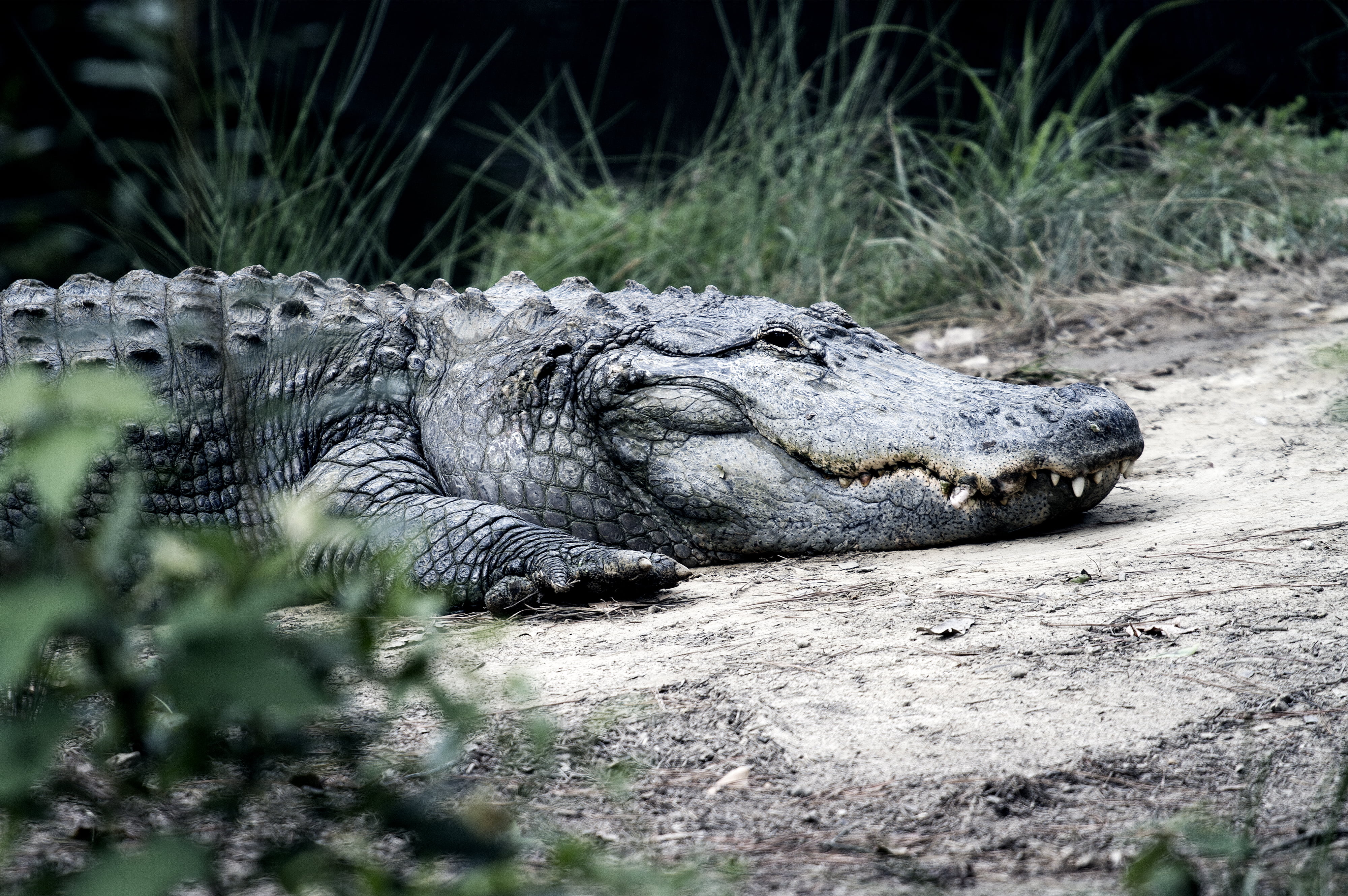 park, plant, no people, selective focus, danger, sunlight, alligator, outdoors, animal themes, animals in the wild, close-up, wild, wildlife, animal photography, HD Wallpaper