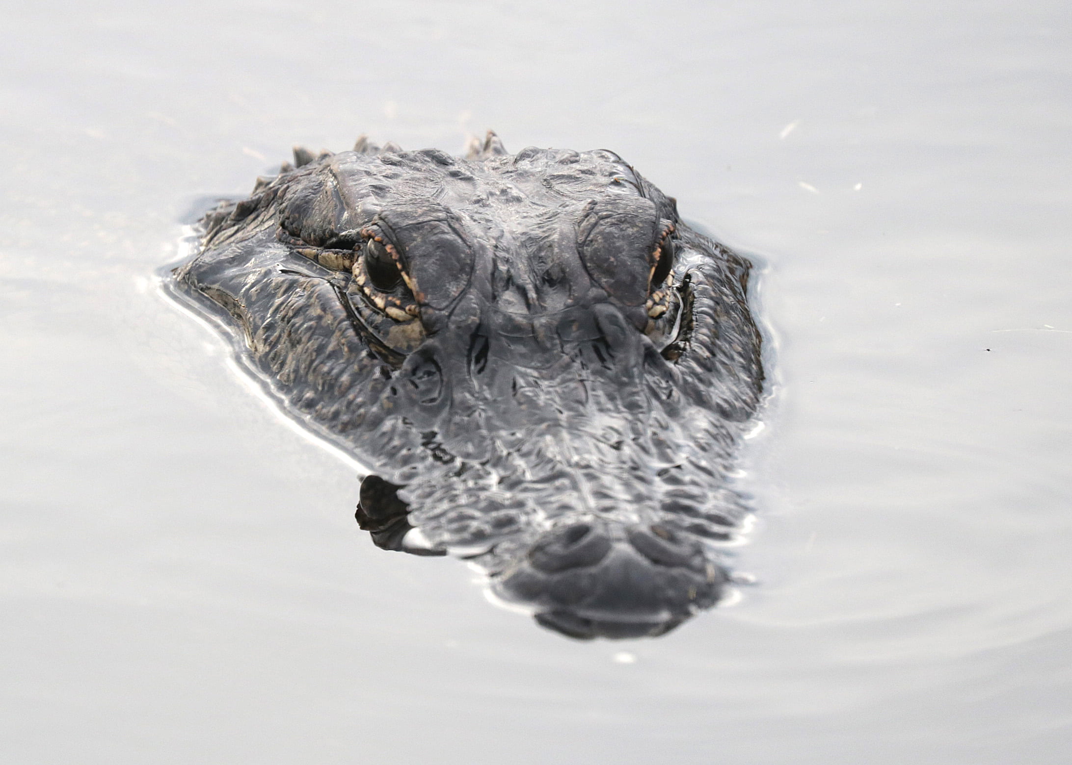 animal, animal body part, water, outdoors, reptile, vertebrate, no people, swimming, alligator, nature, animal head, animals In The Wild, eyes, close-up, HD Wallpaper