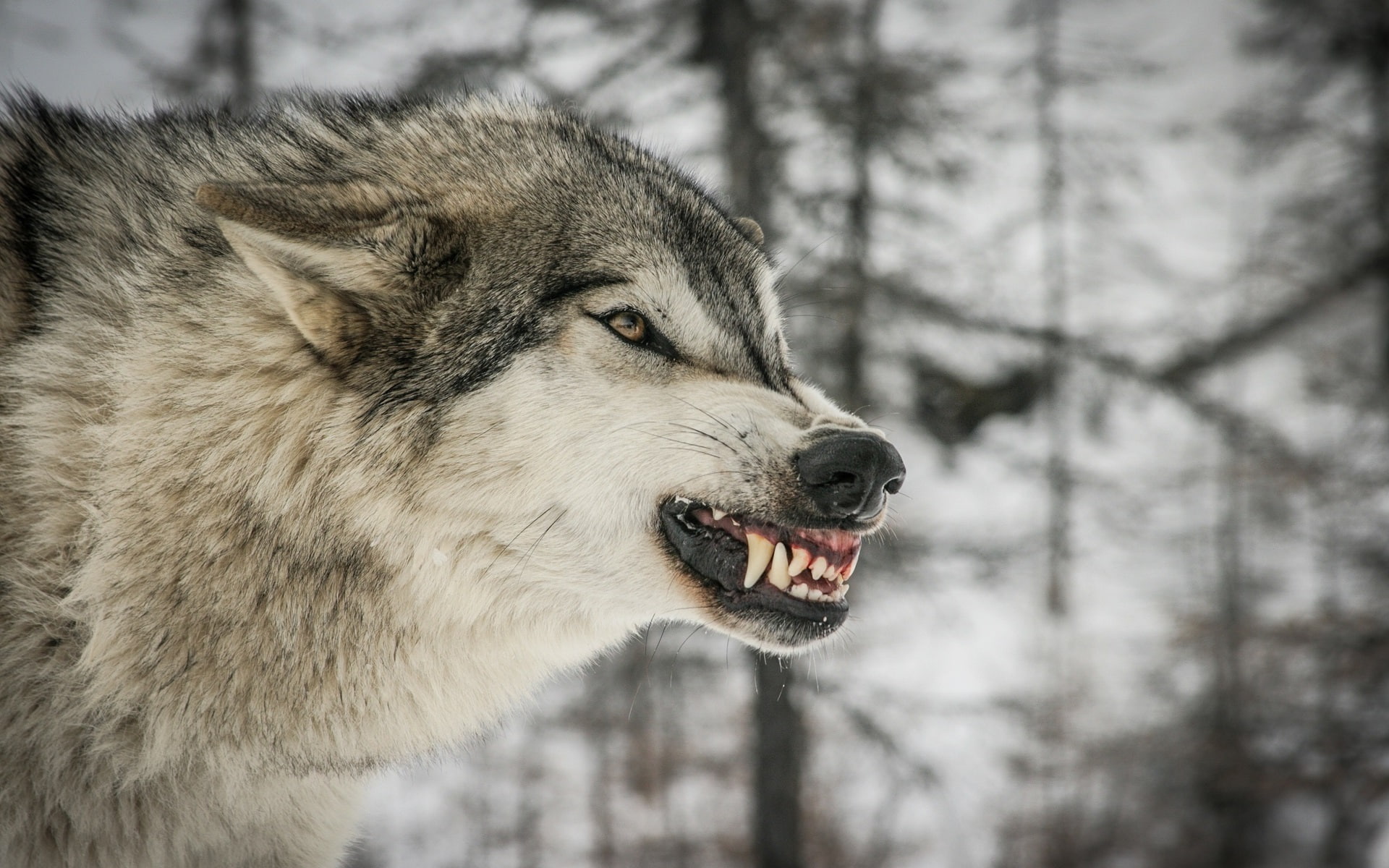 Trees, grey, Predator, Wolf, 1080P, black, Winter, HD Wallpaper