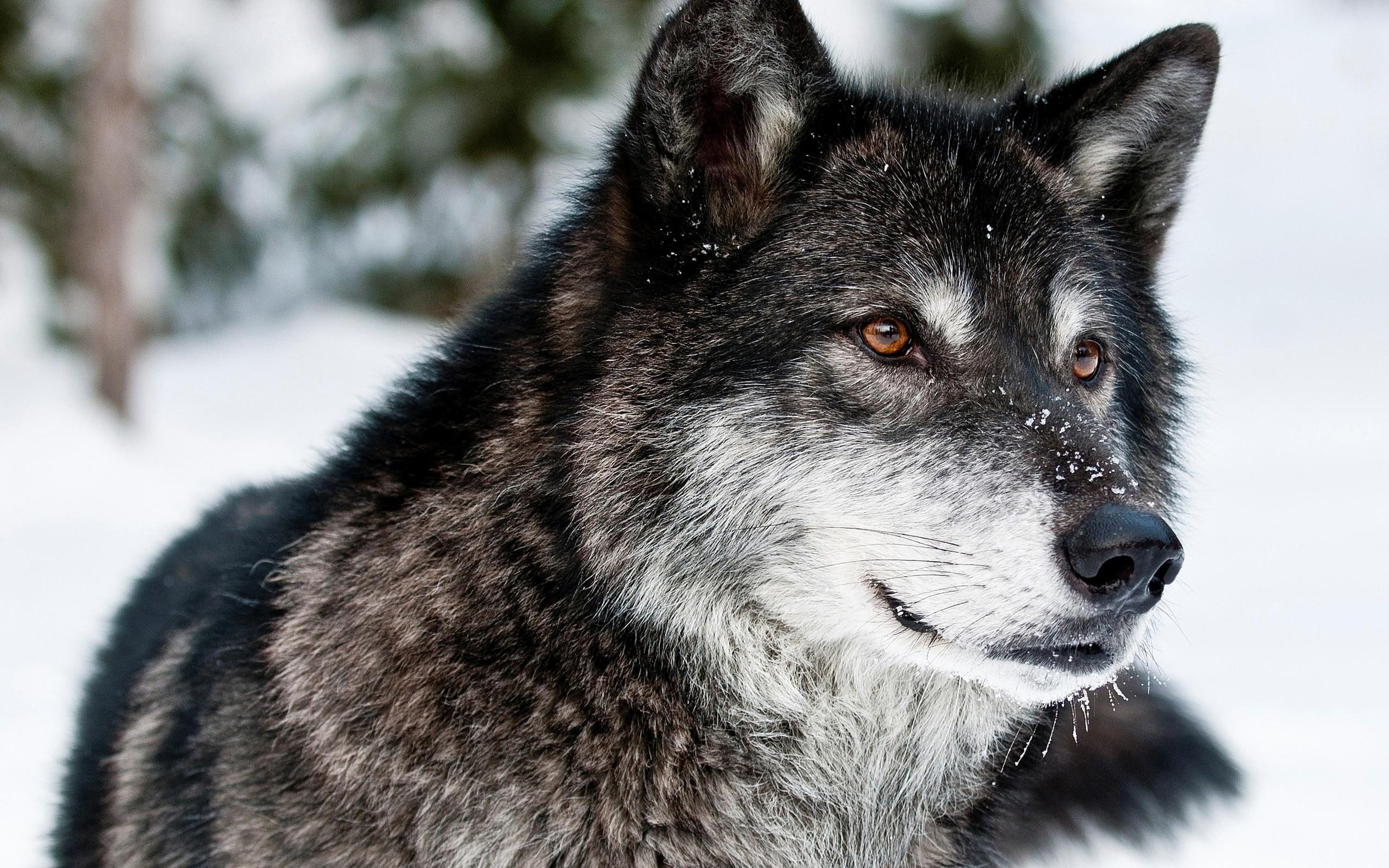 wolf, animals, winter, predator, 2K, HD Wallpaper