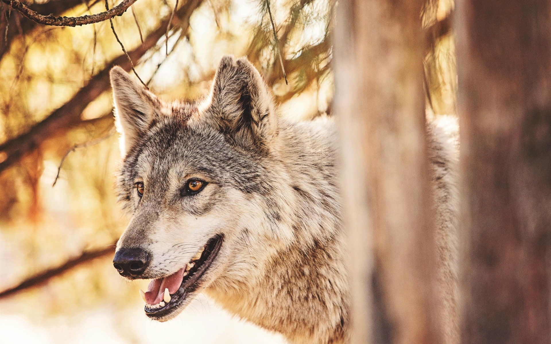 Forest, close, Predator, Animals, Wolf, 1080P, HD Wallpaper