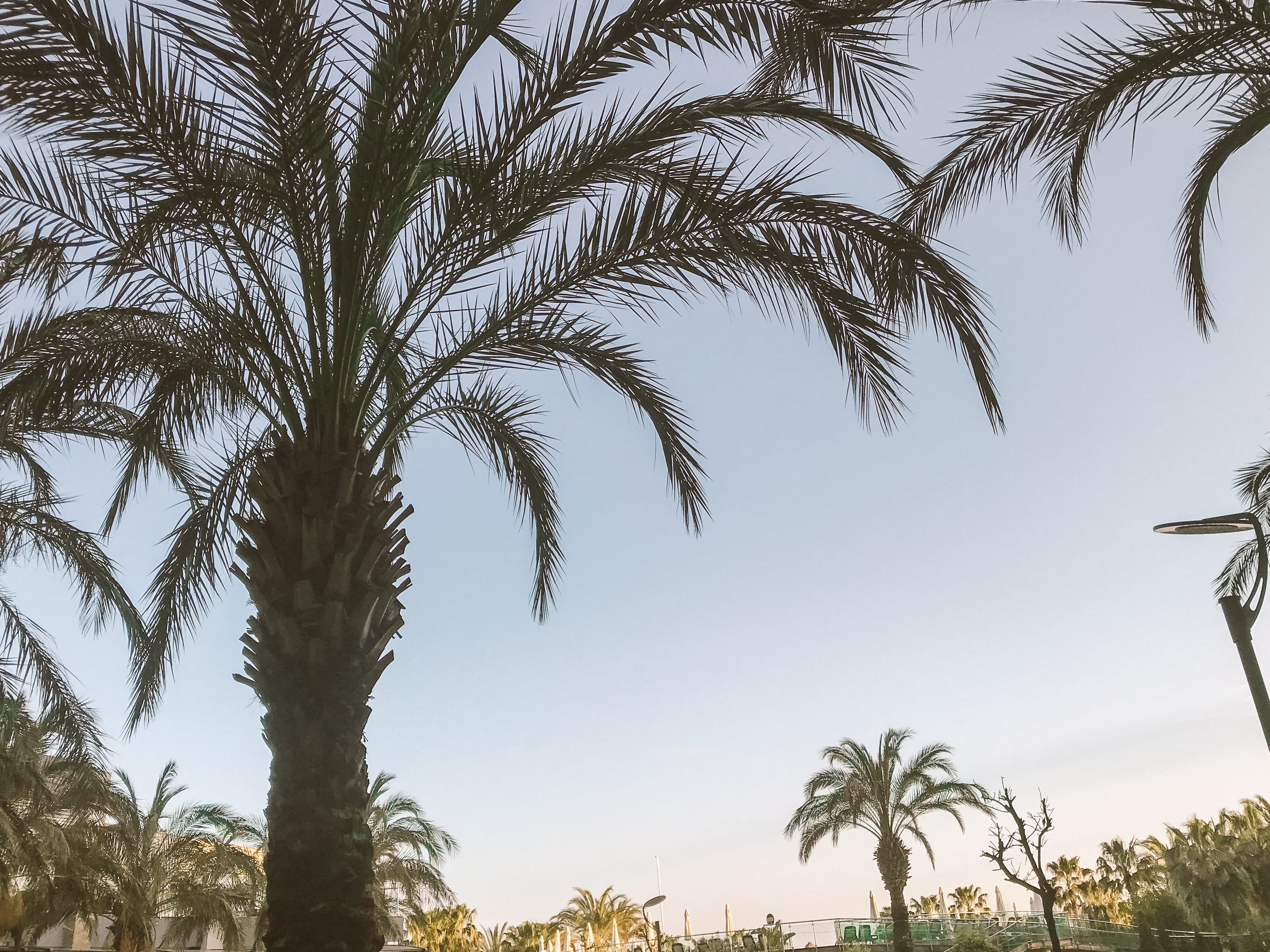 antalya sherwood, 2K, nature, tropical climate, palms, decay, earth pix, no people, coconut palm tree, planet, palm tree, growth, palm leaf, tropical, HD Wallpaper