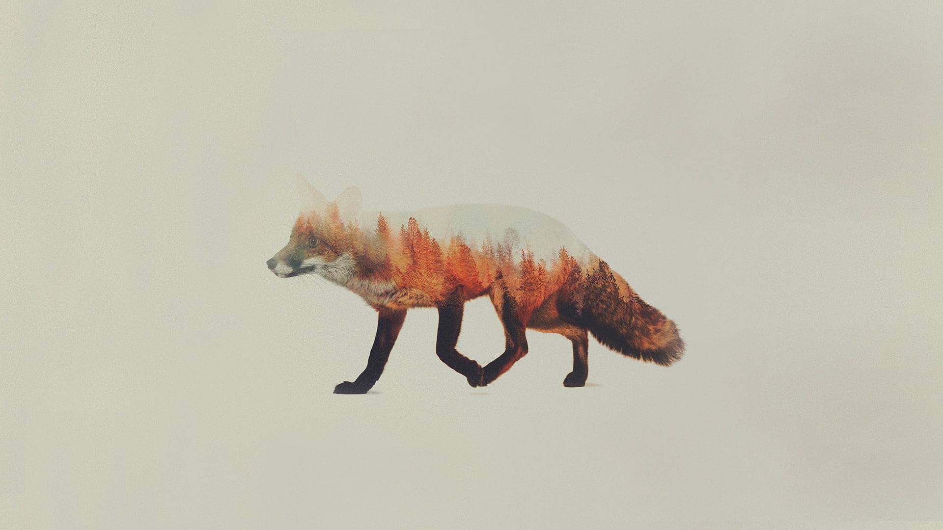 1080P, Andreas Lie, double exposure, animals, simple background, fox, HD Wallpaper