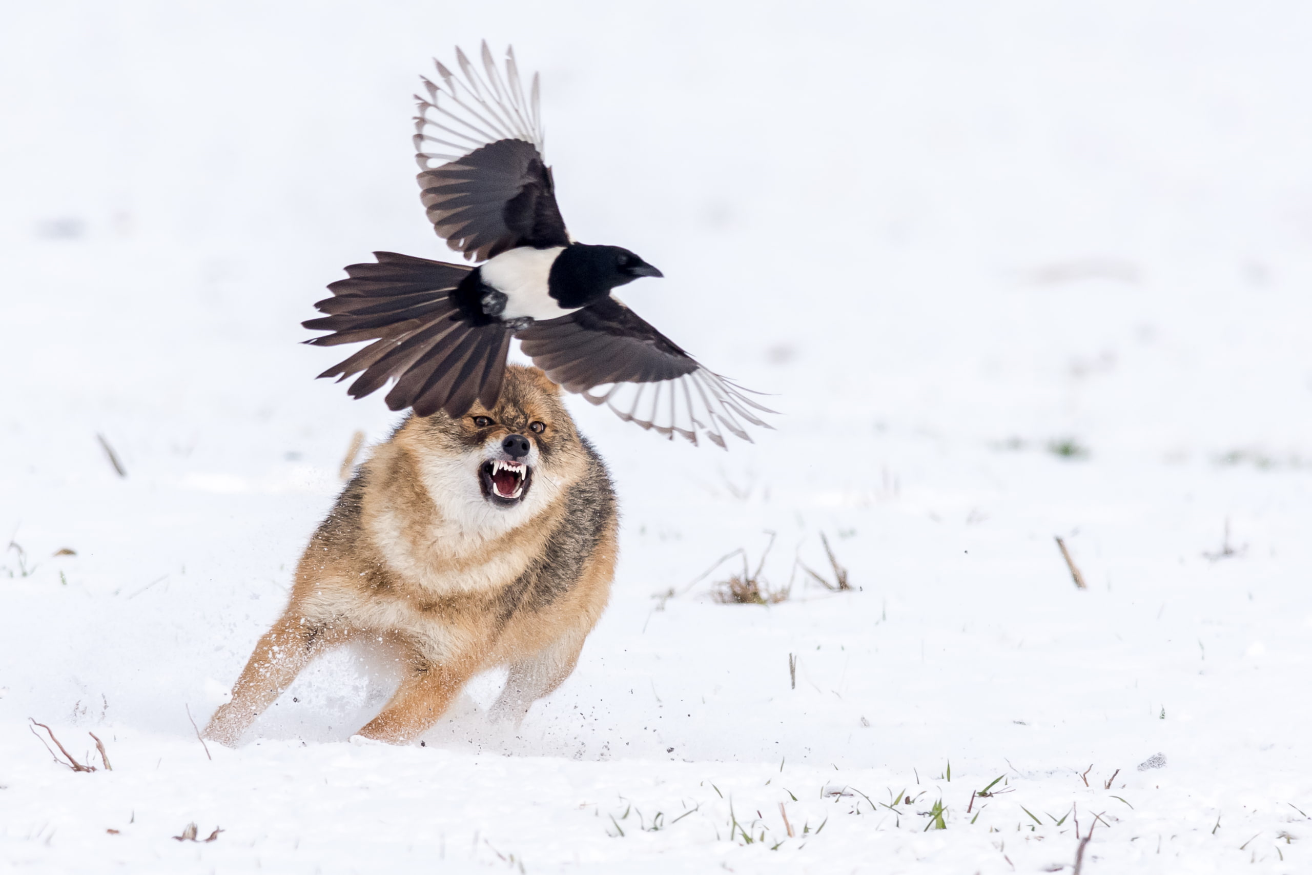 no people, spread wings, one animal, wolf, focus on foreground, animals, outdoors, vertebrate, wildlife, cold temperature, animals in the wild, nature, HD Wallpaper