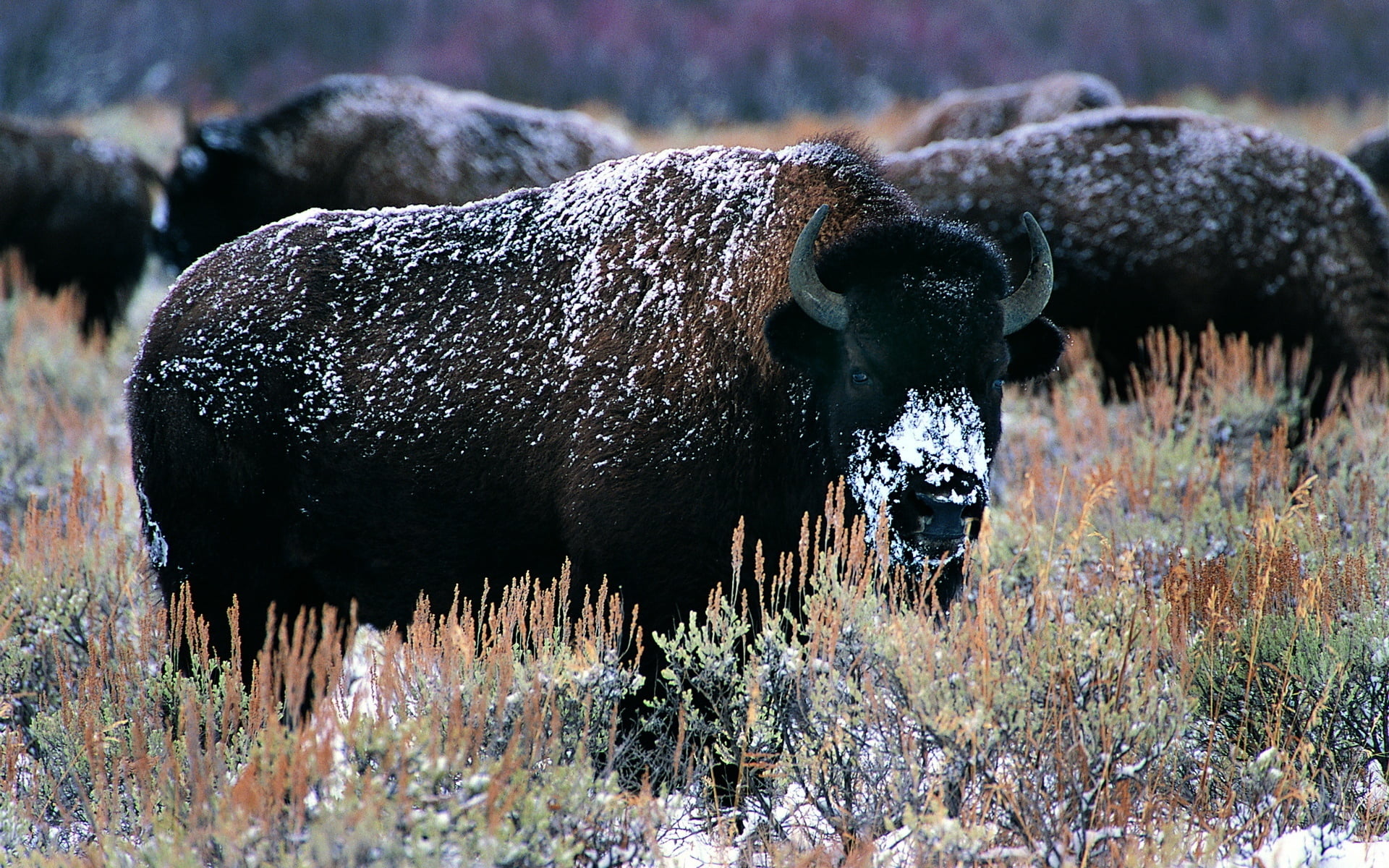 snow, horns, scenics, field, bison, bull - Animal, rocky Mountains, animal wildlife, uSA, forest, rural Scene, brown, wilderness Area, winter, landscape, HD Wallpaper