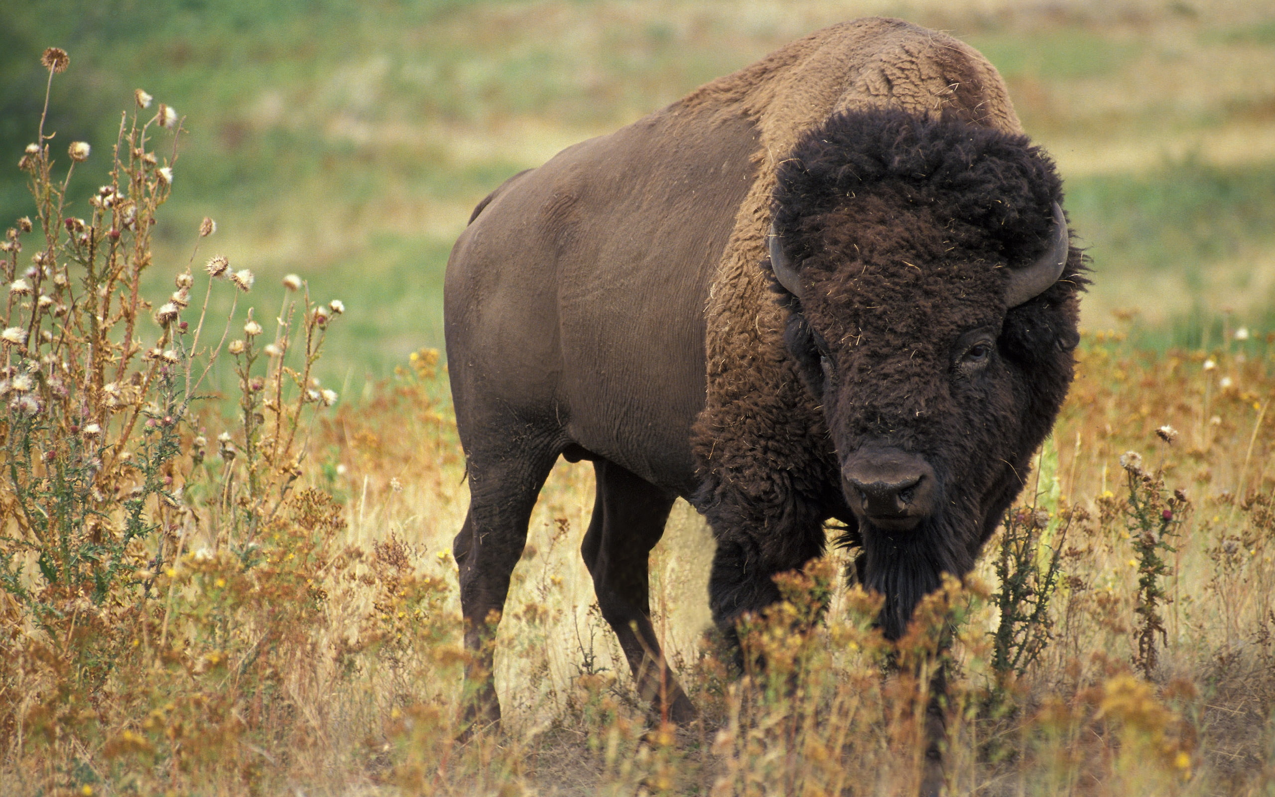 american, 2K, bison, buffalo, HD Wallpaper