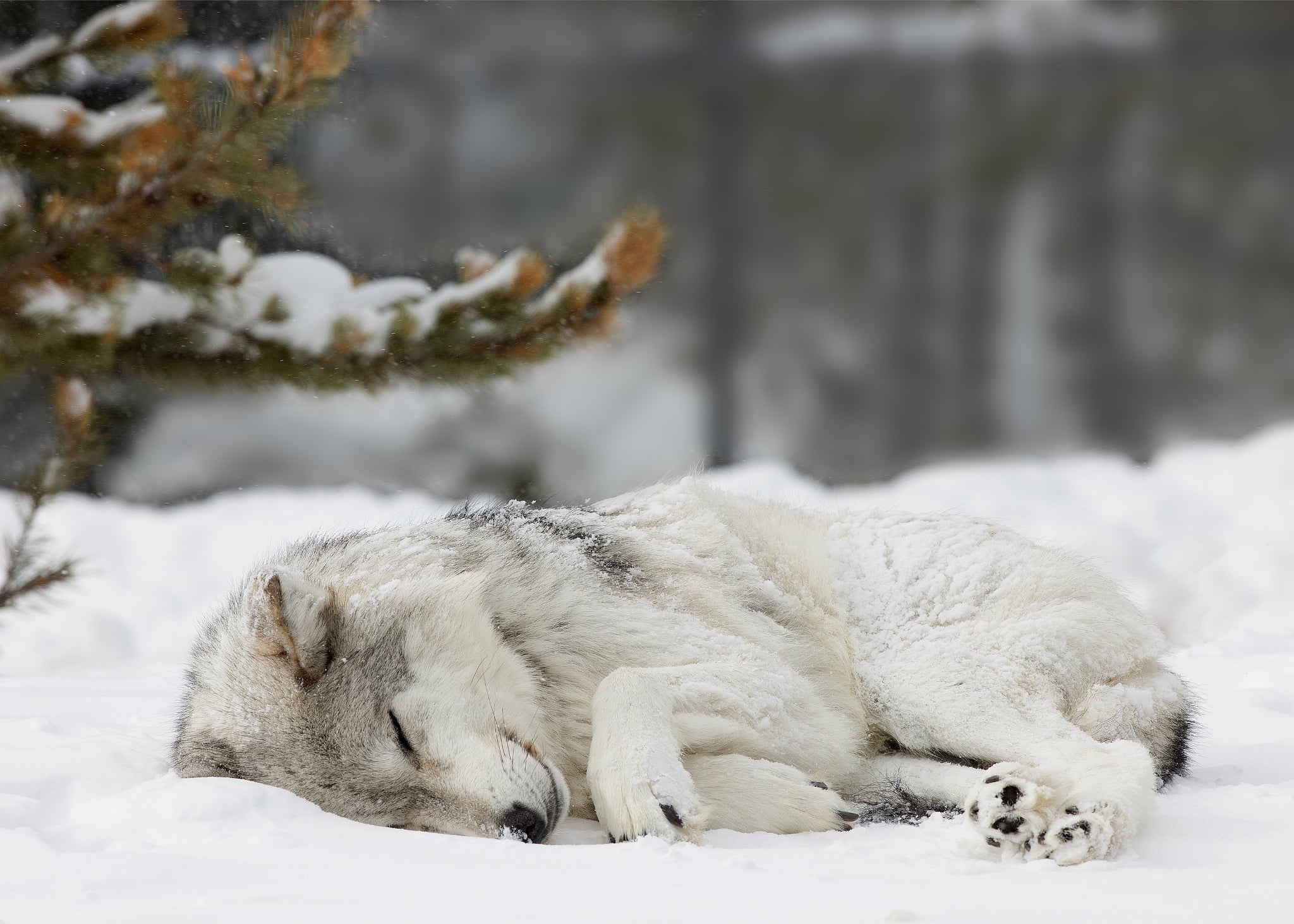 wolf, day, white color, snow, pets, one animal, vertebrate, animal themes, white, cold temperature, relaxation, Winter, animal, forest, sleaping, no people, HD Wallpaper