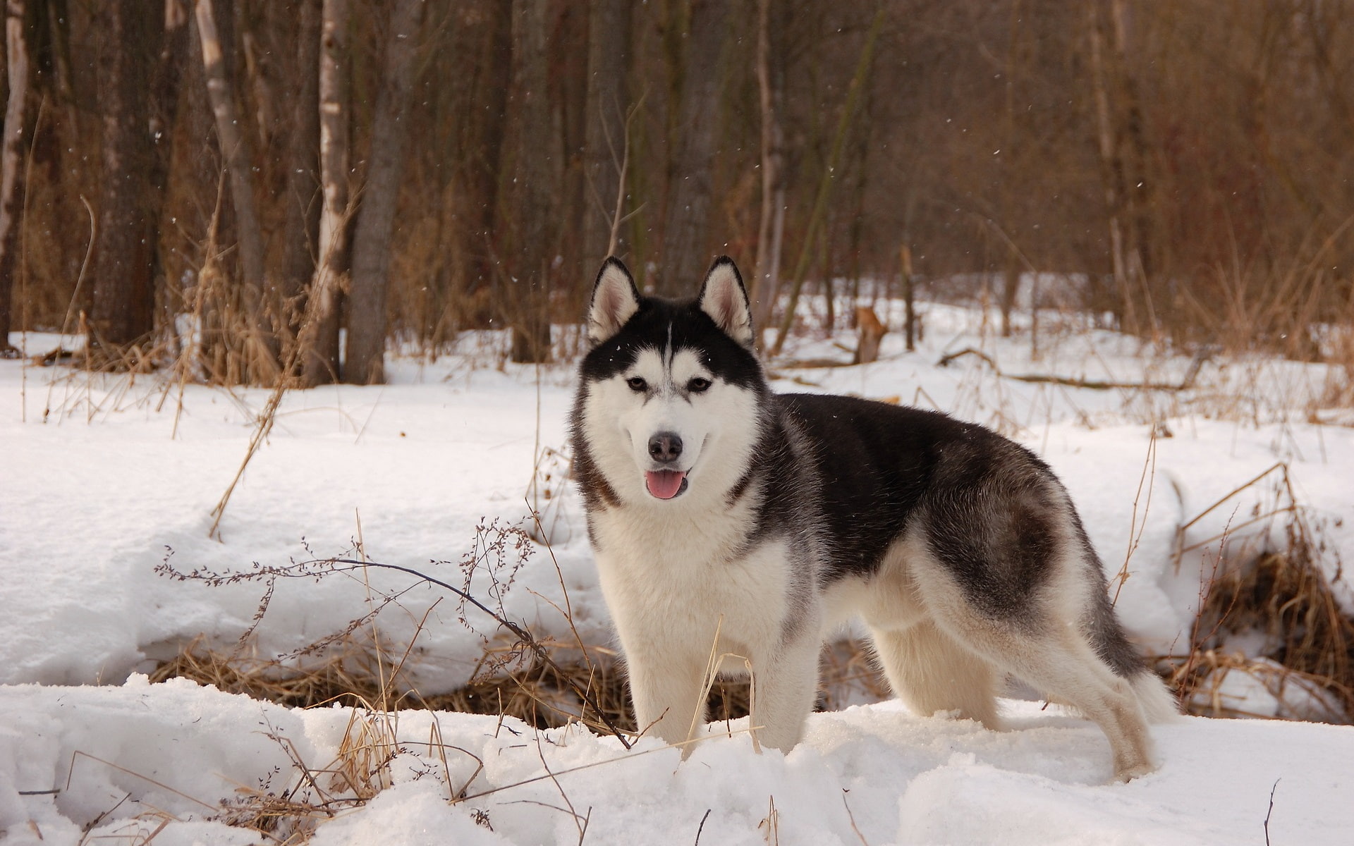 Winter, 1080P, Dog, Husky, Snow, HD Wallpaper