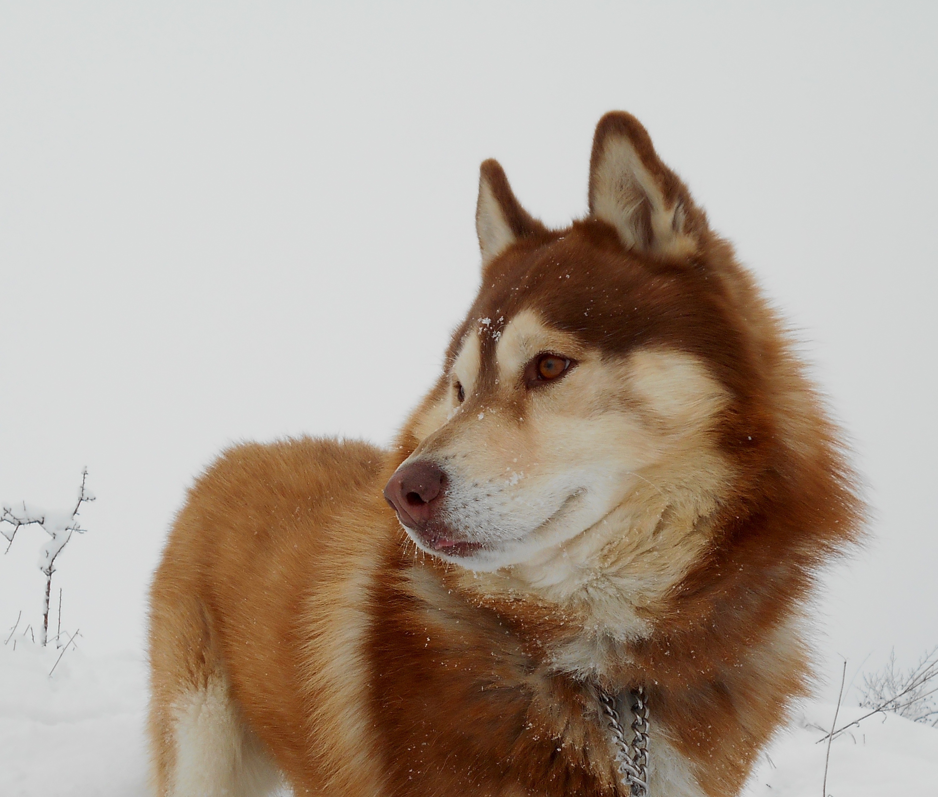 hairy, cold temperature, husky, snow, mammal, looking, domestic, one animal, dog, nature, close-up, inuki, winter, sled Dog, animal themes, purebred Dog, HD Wallpaper