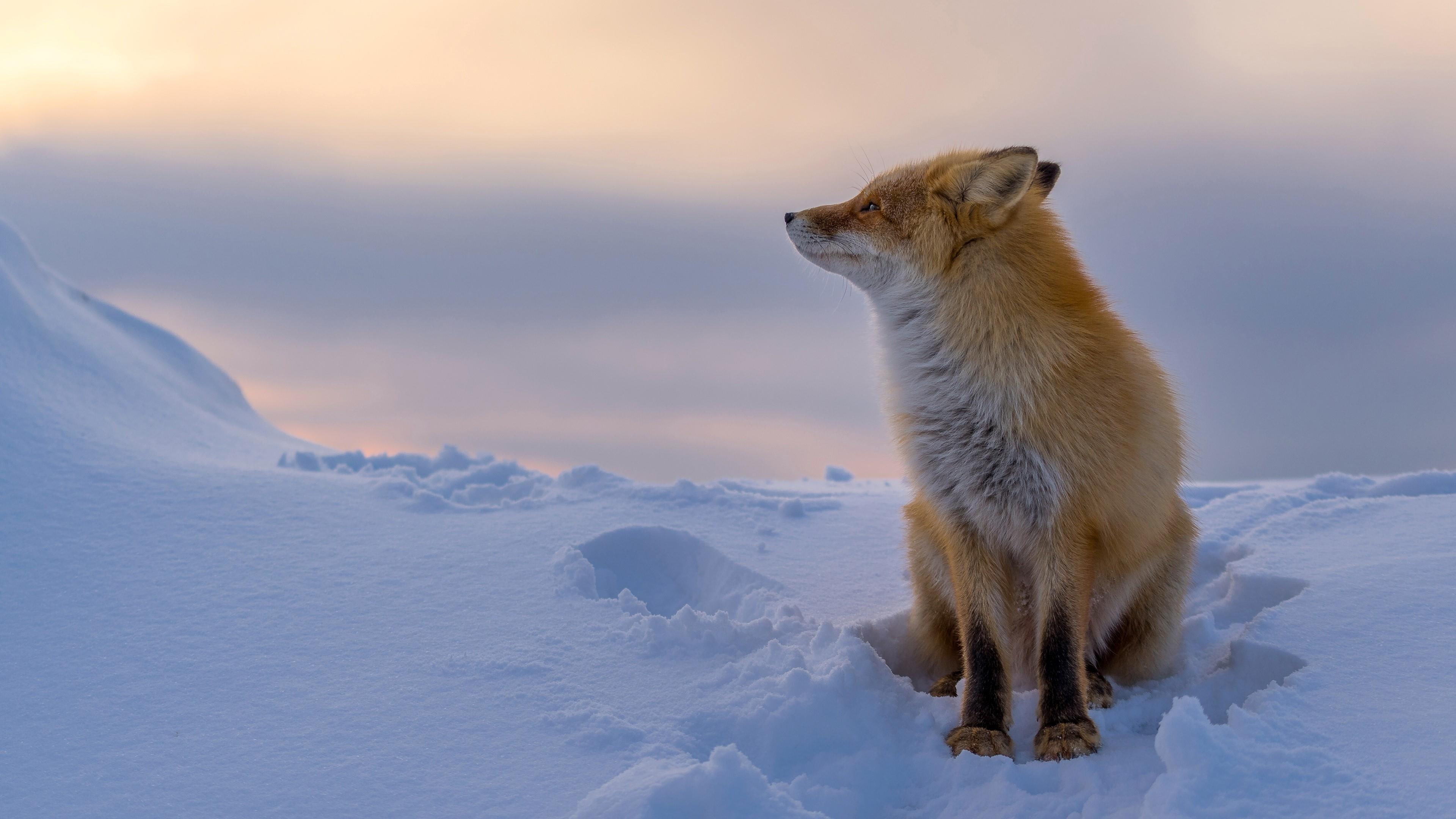 wildlife, snow, 4K, beautiful, red fox, fox, freezing, mammal, winter, HD Wallpaper