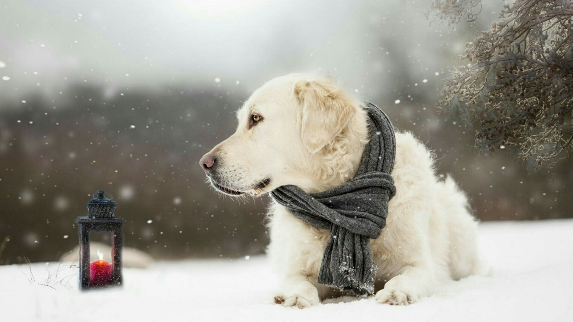 sporting group, retriever, animal themes, snowflake, nature, mammal, cold temperature, domestic, blizzard, 1080P, purebred dog, dog breed, snow, scarf, HD Wallpaper