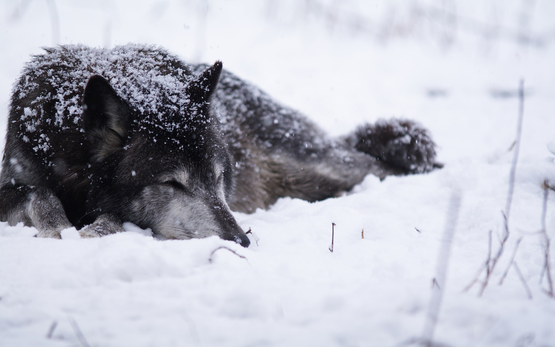 animals, wolf, 1080P, hd, snow, winter, HD Wallpaper