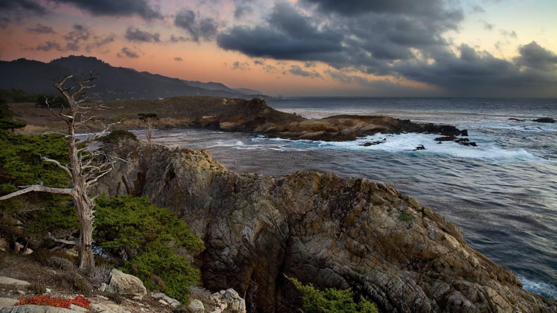 headl, lobos, california, cove, 1080P, coast, nature and landscapes, point, clouds, dead tree, HD Wallpaper