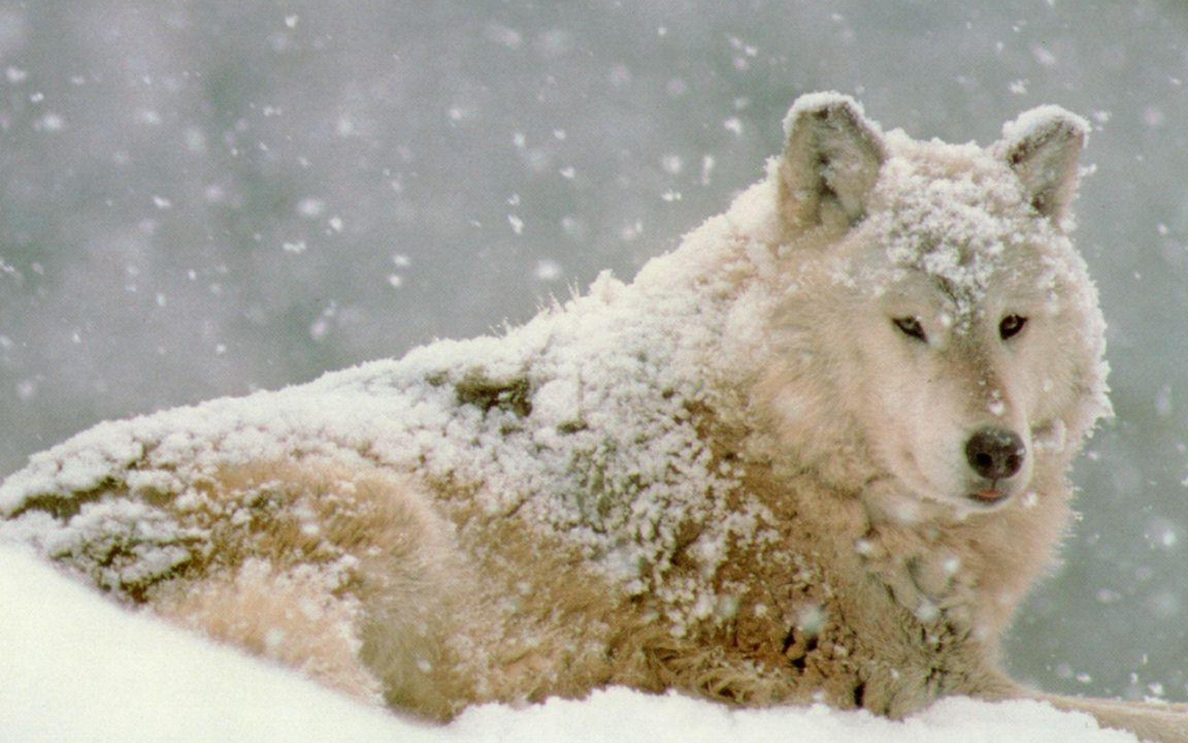 focus on foreground, Lobo, white color, animal head, Canido, animal themes, no people, Depredador, winter, snowing, mammal, blizzard, Animales, animal, HD Wallpaper