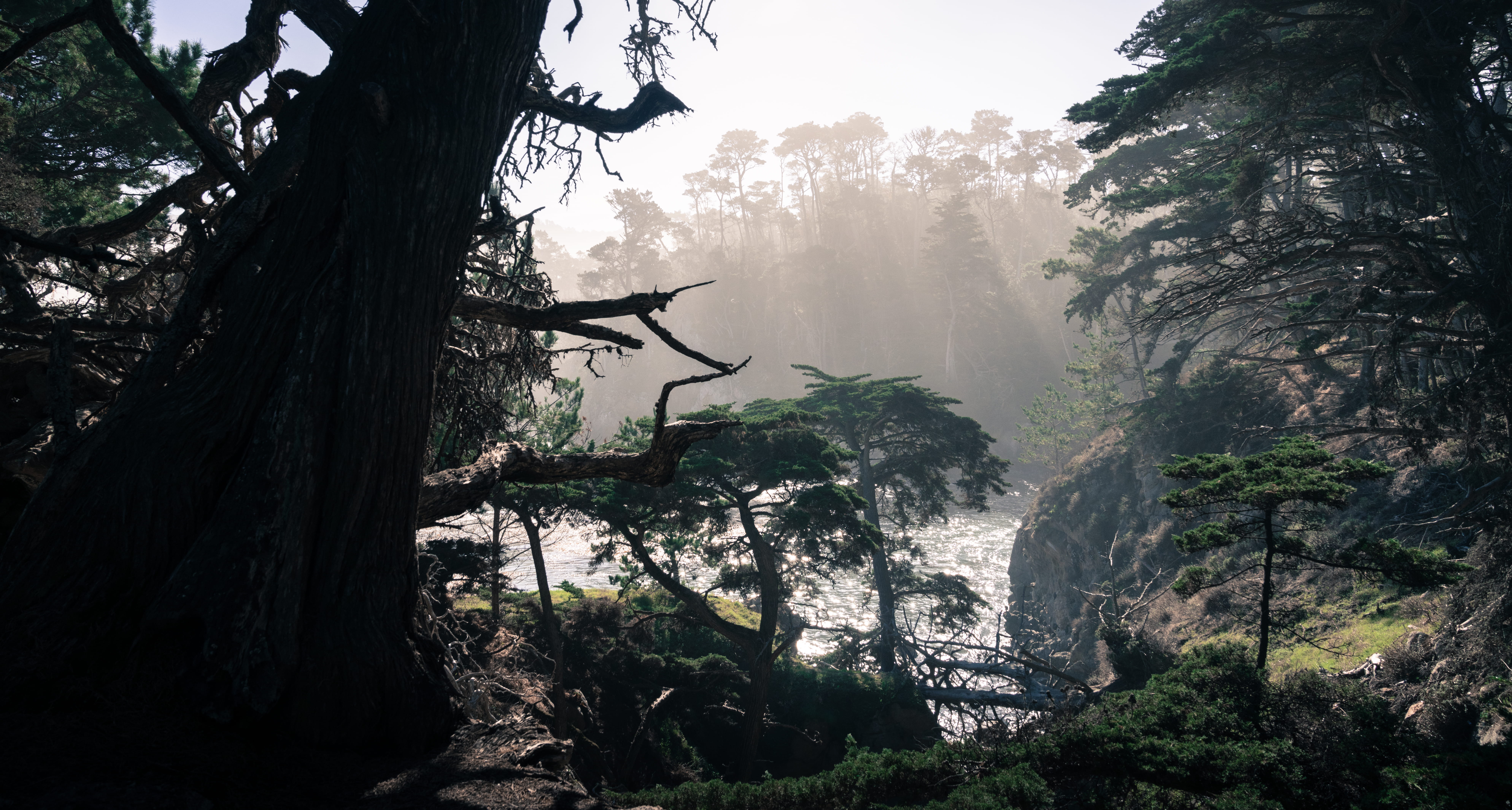 growth, tree, plant, fog, point lobos state natural reserve, point lobos, nature, beauty in nature, forest, power in nature, day, tranquility, carmel, 8K, HD Wallpaper