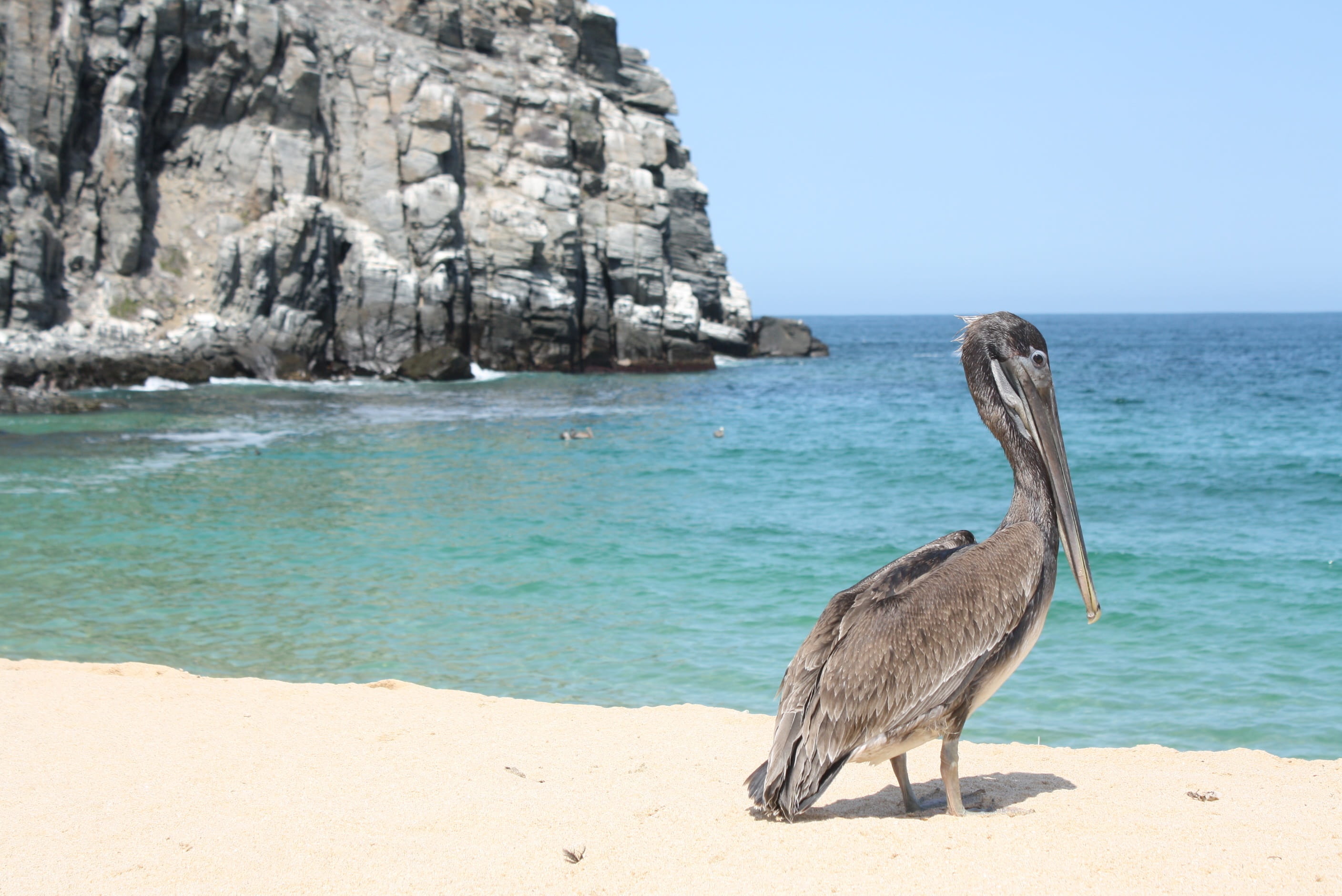 baja california, Pelican, animal, sky, day, vertebrate, nature, Beach, animals in the wild, sea, mexico, blue, 2K, Coast, animal themes, animal wildlife, HD Wallpaper