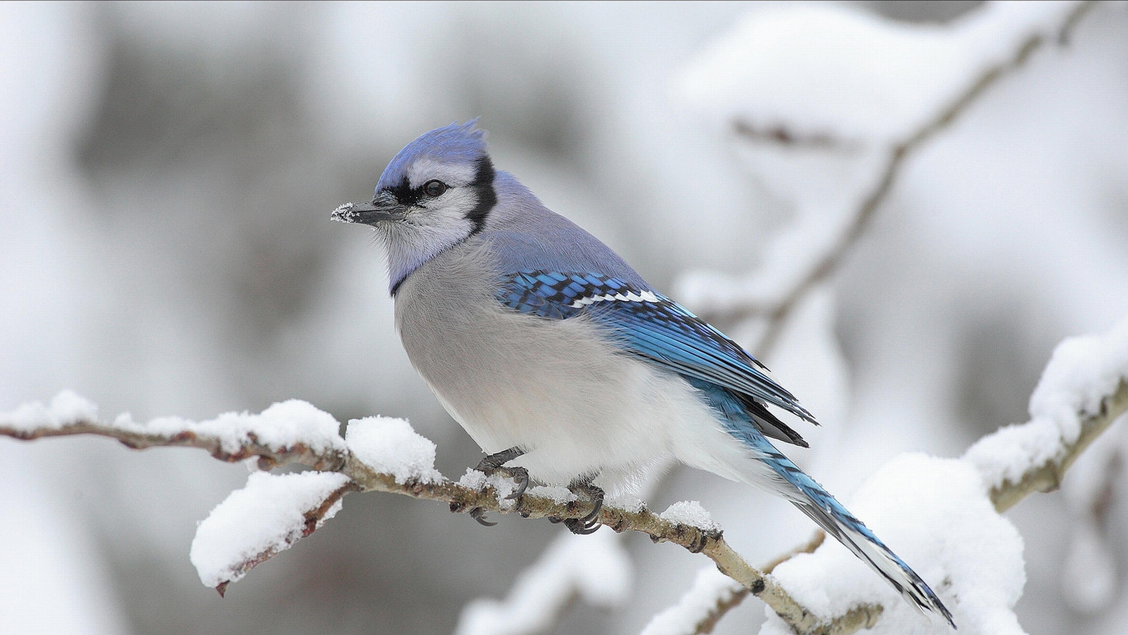 4K, winter, profile view, cold temperature, beauty in nature, focus on foreground, animals in the wild, nature, 3840x2160 px, snowing, close-up, no people, HD Wallpaper