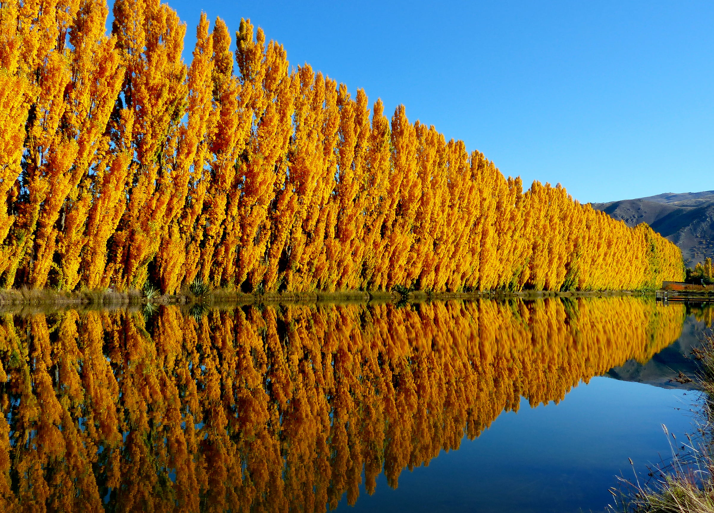 1080P, photo, Public Domain, geo tagged, yellow, plant, Otago, Lumix FZ200, reflection, petaled, water, Autumn  Fall, CC0, scenics, near, photos, Bridge camera, HD Wallpaper