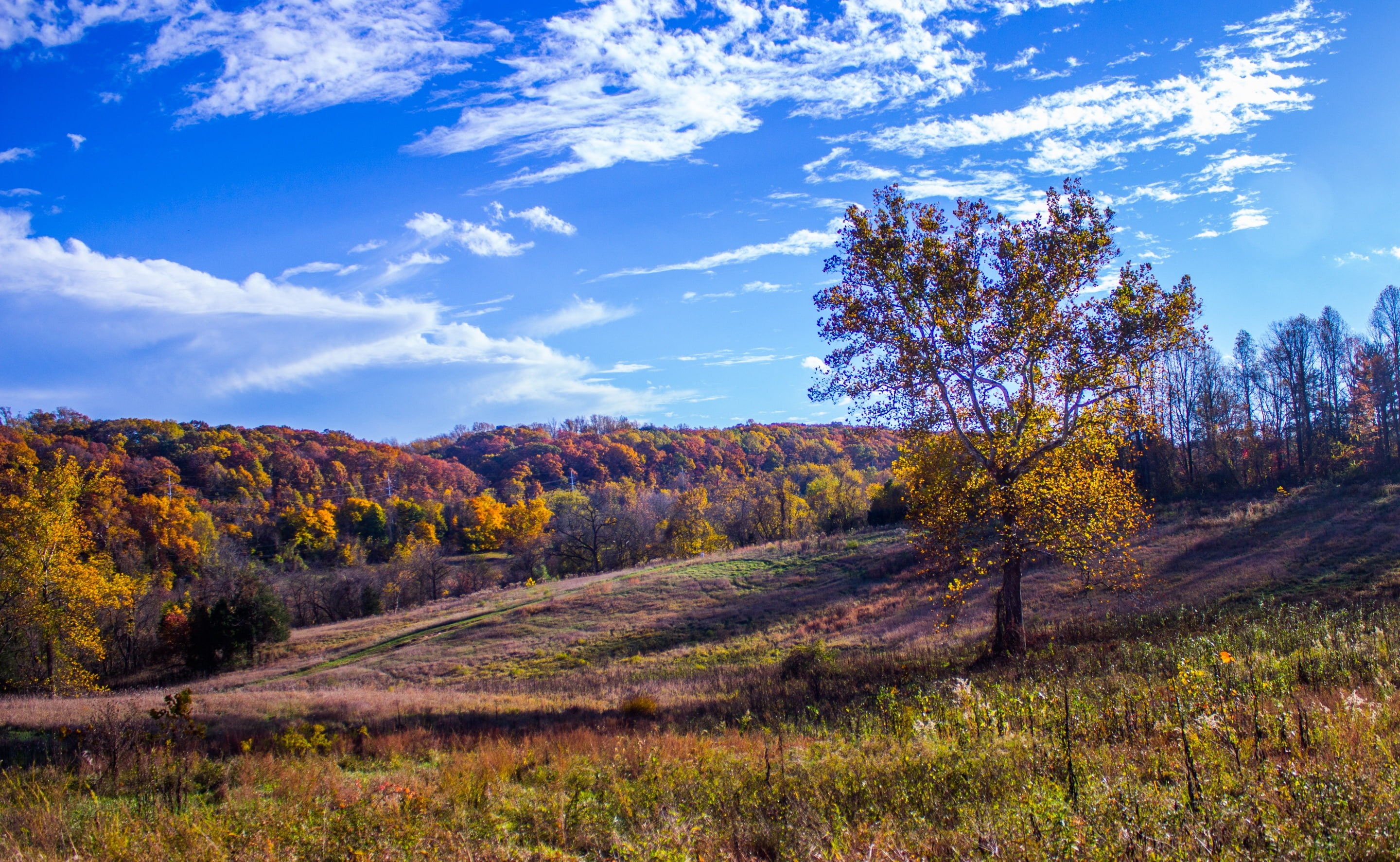 tree, scenics - nature, land, sky, outdoors, no people, cromwell valley park, Landscape, autumn, fall, tranquility, growth, non-urban scene, field, cloud - sky, HD Wallpaper