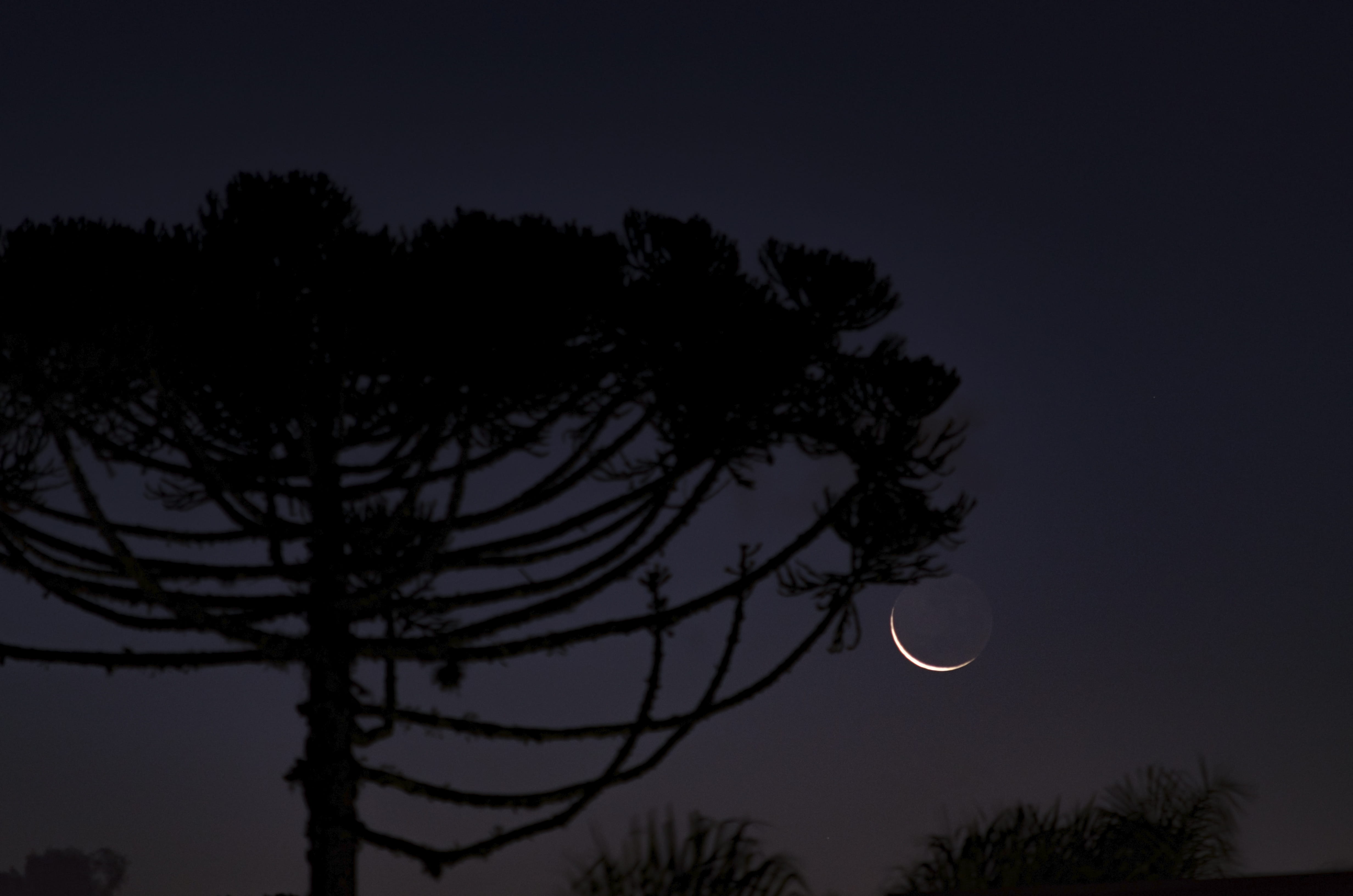 araucaria, sky, space, outdoors, horizon, starry sky, nature, silhouette, curitiba, astronomy, nebula, dark, planetary moon, moonlight, eclipse, moon, growth, HD Wallpaper