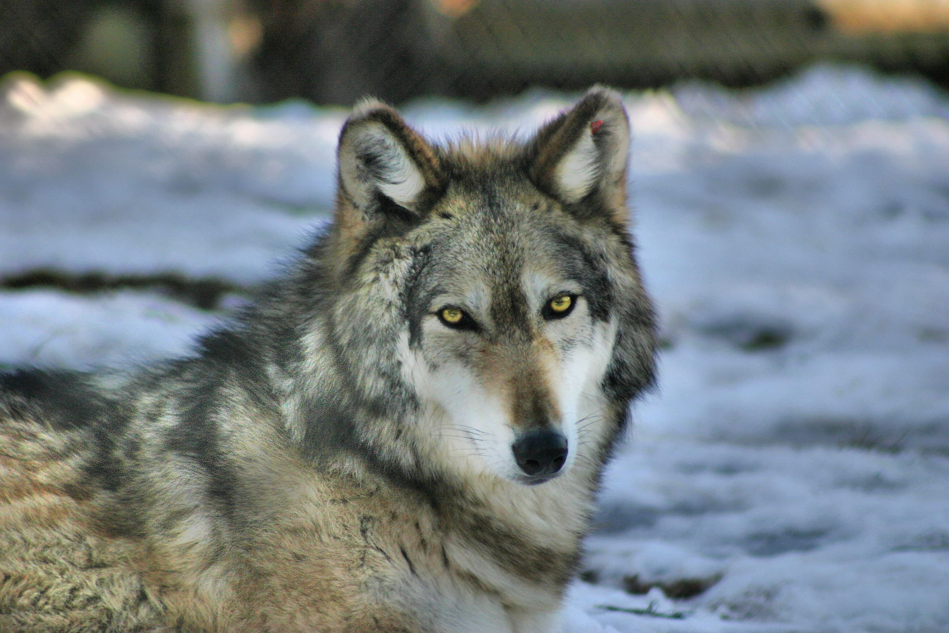portrait, animal wildlife, canine, cold temperature, one animal, animal, carnivore, nature, animal themes, focus on foreground, call of the wild, day, looking at camera, HD Wallpaper