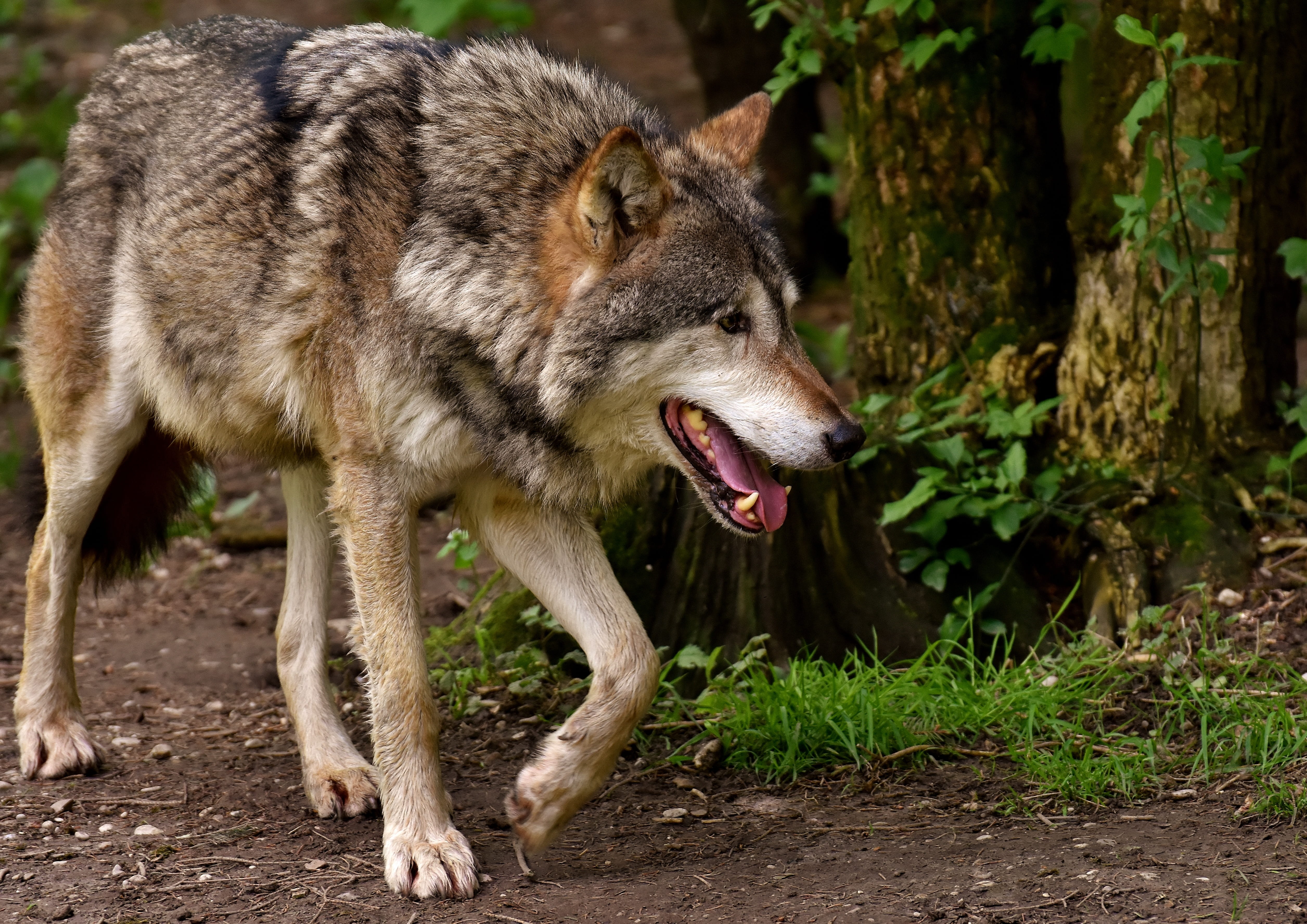 anger, beautiful, focus on foreground, carnivores, dangerous, walking, vertebrate, day, land, wilderness, no people, wild, snarling, animal wildlife, snout, HD Wallpaper