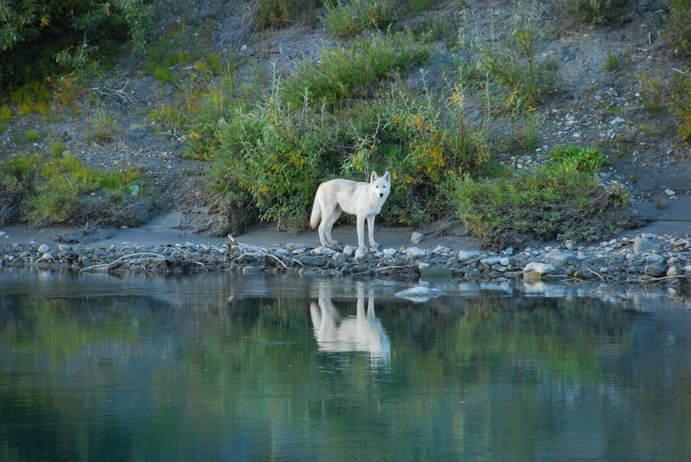 hunter, animal wildlife, lupus, outdoors, carnivore, wild, predator, usa, lake, mammal, nature, wolf, body, no people, full length, noatak river, lone, HD Wallpaper
