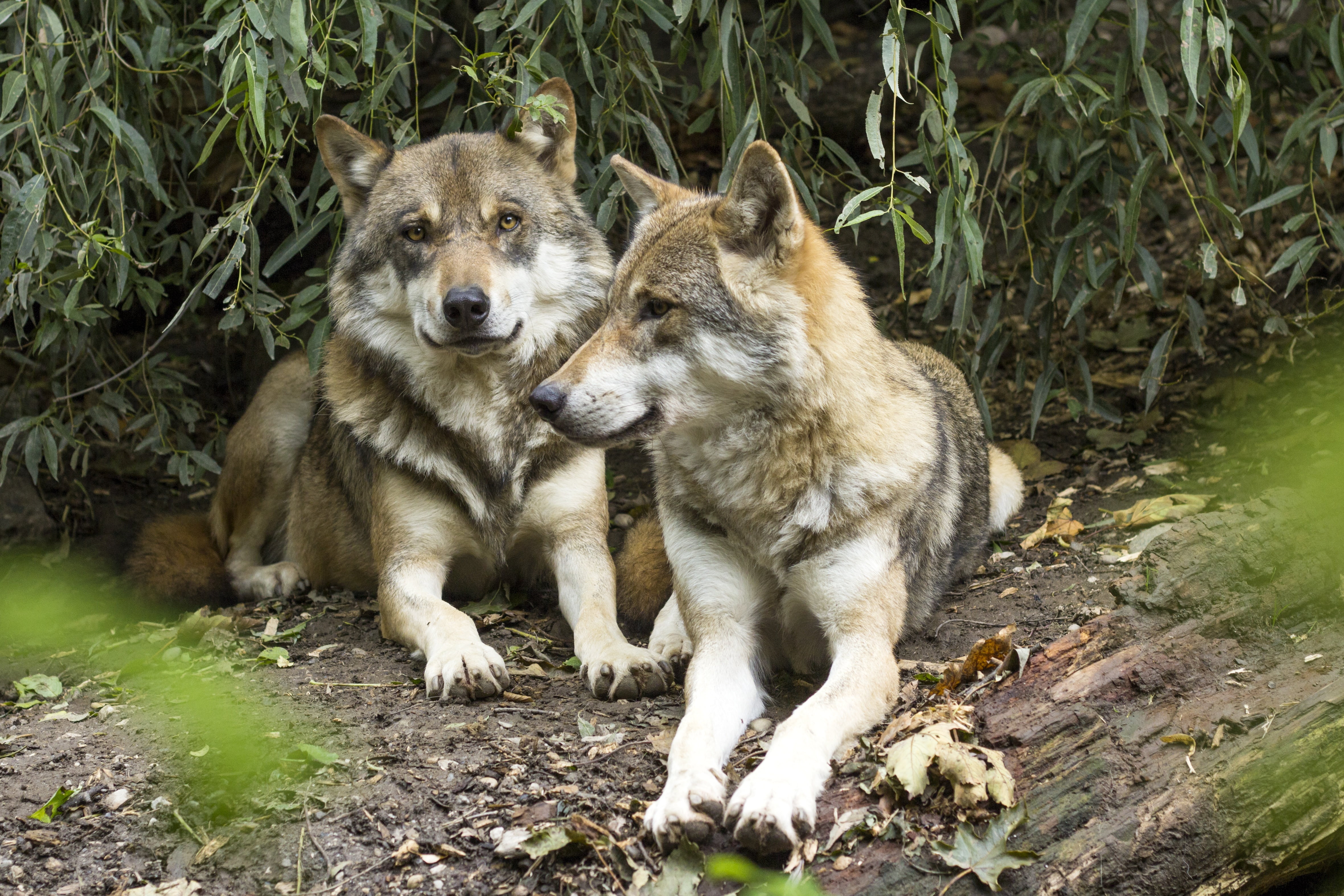 land, animal wildlife, animal, dog, predator, purebred Dog, portrait, two animals, outdoors, wolves, group of animals, nature, animal themes, no people, HD Wallpaper