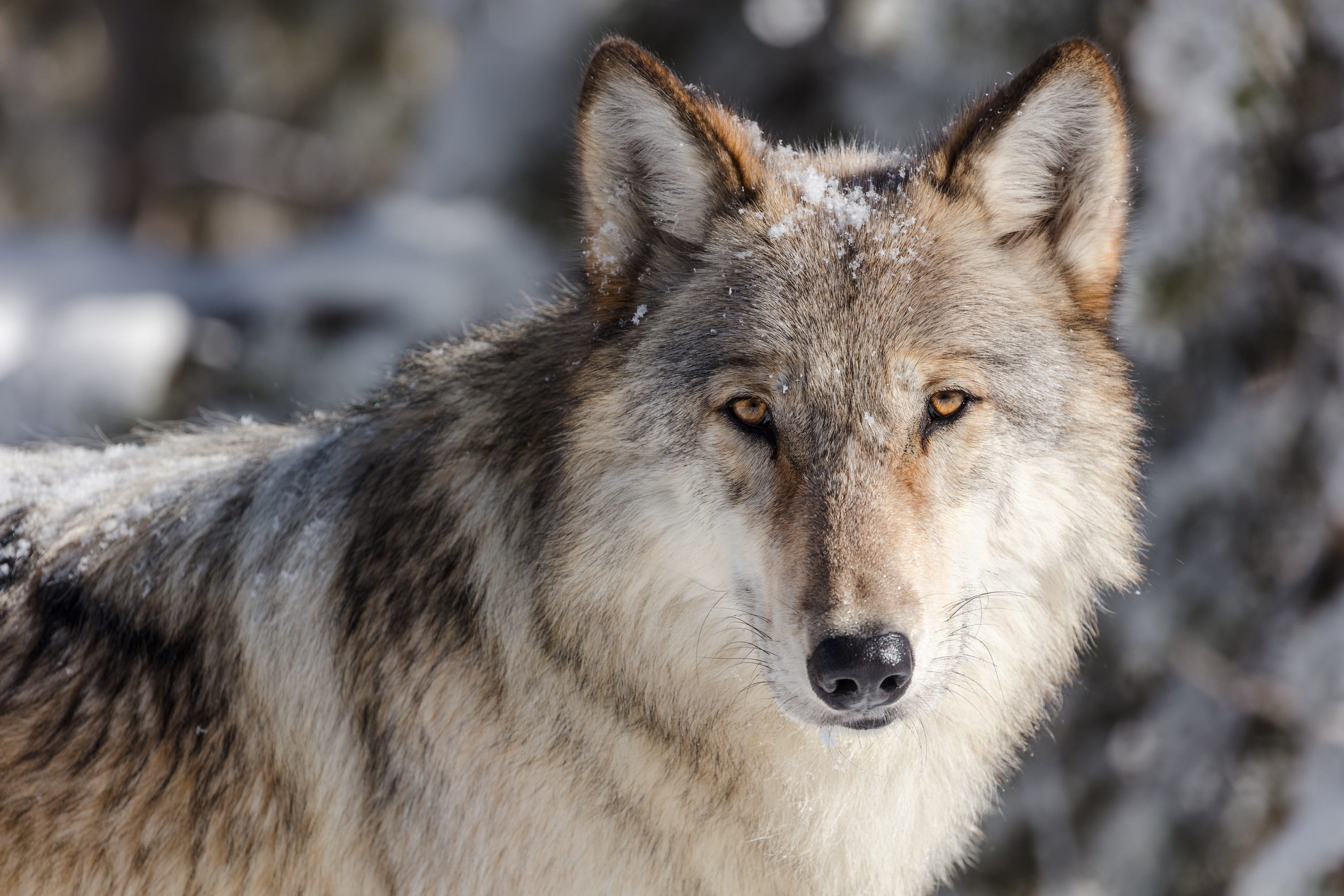 no people, animals in the wild, animal body part, 2K, lone, predator, animal wildlife, ice, day, hunter, wildlife, focus on foreground, cold, outdoors, HD Wallpaper