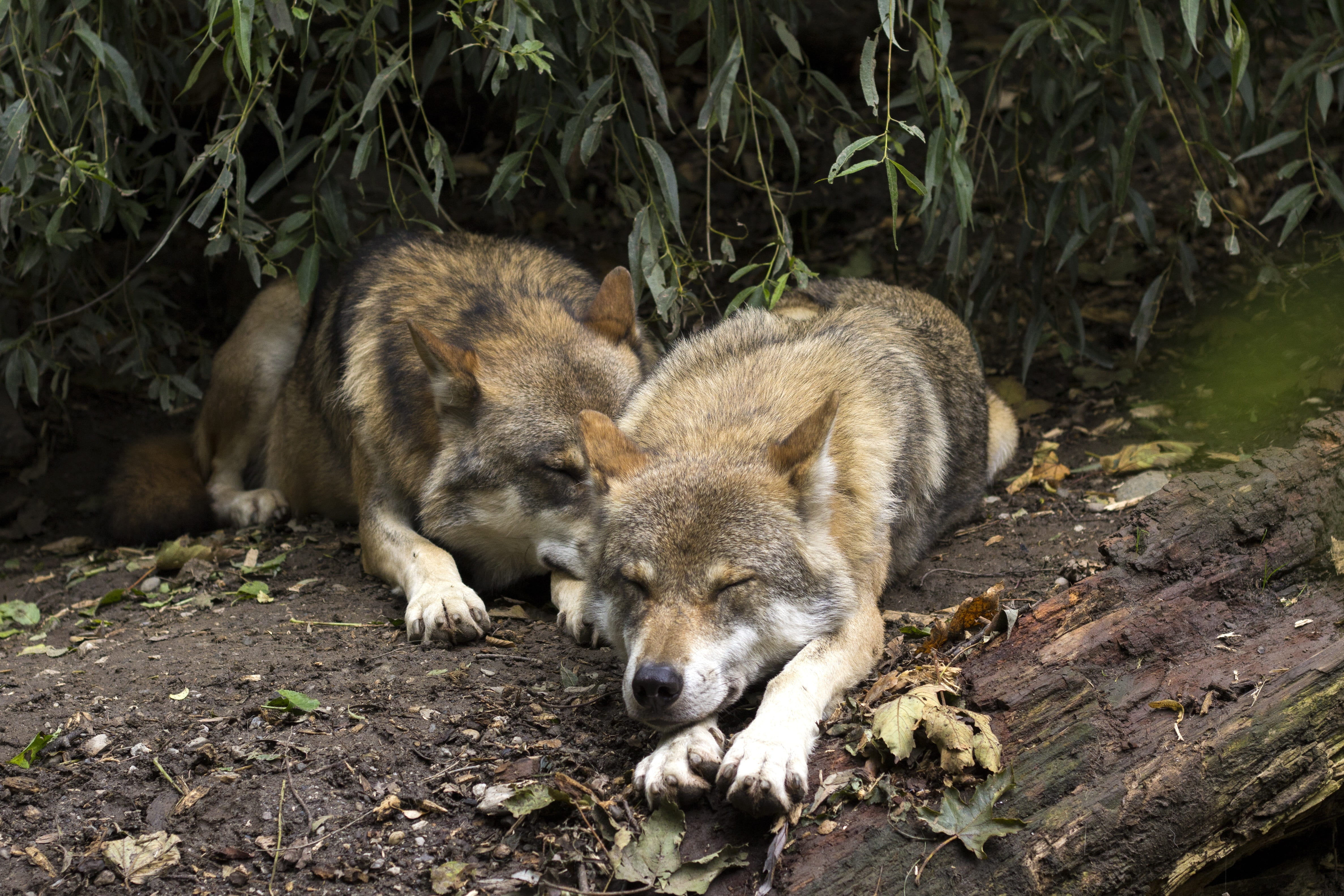 lying, nap, animal wildlife, pack, animals in the wild, two wolves, vertebrate, no people, tree, 4K, sleeping, brown, lazy, animal themes, domestic, lying down, HD Wallpaper