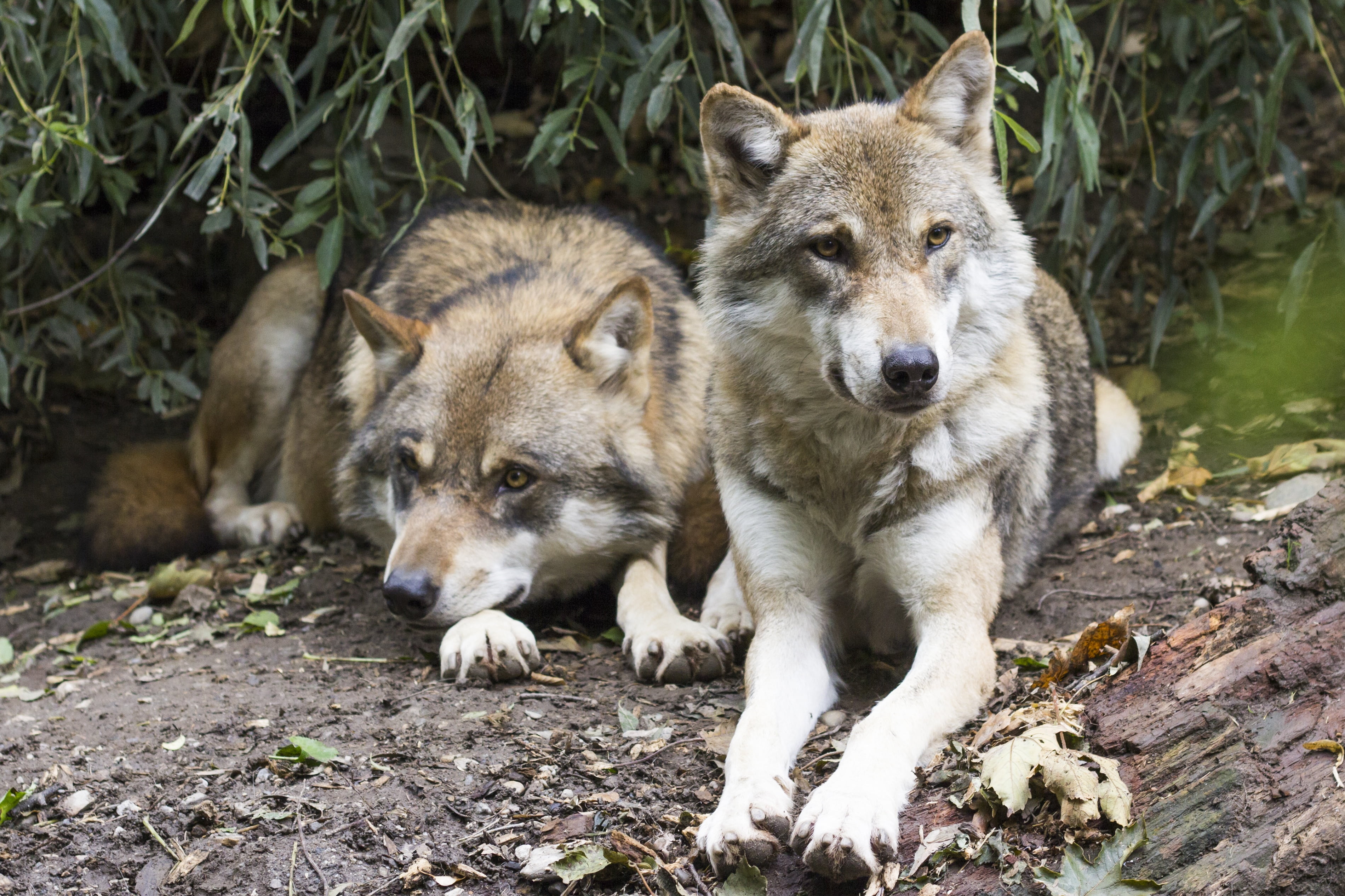 nature, two animals, friends, dormant, no people, portrait, relaxation, outdoors, white, forest, mammal, wolves, european wolf, ground, predator, two, group of animals, HD Wallpaper