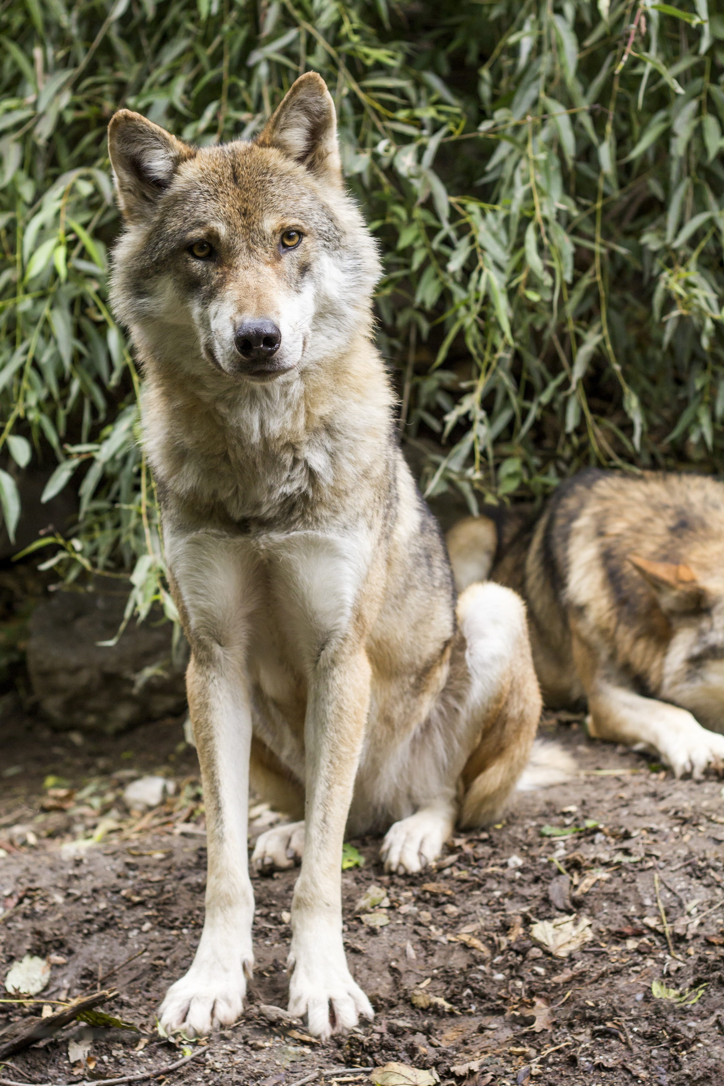 focus, european wolf, day, 2K, wolfdog, looking, pack, czechoslovakian, sitting, grey, Czechoslovakian wolfdog, mammal, vertebrate, animals in the wild, Phone HD Wallpaper