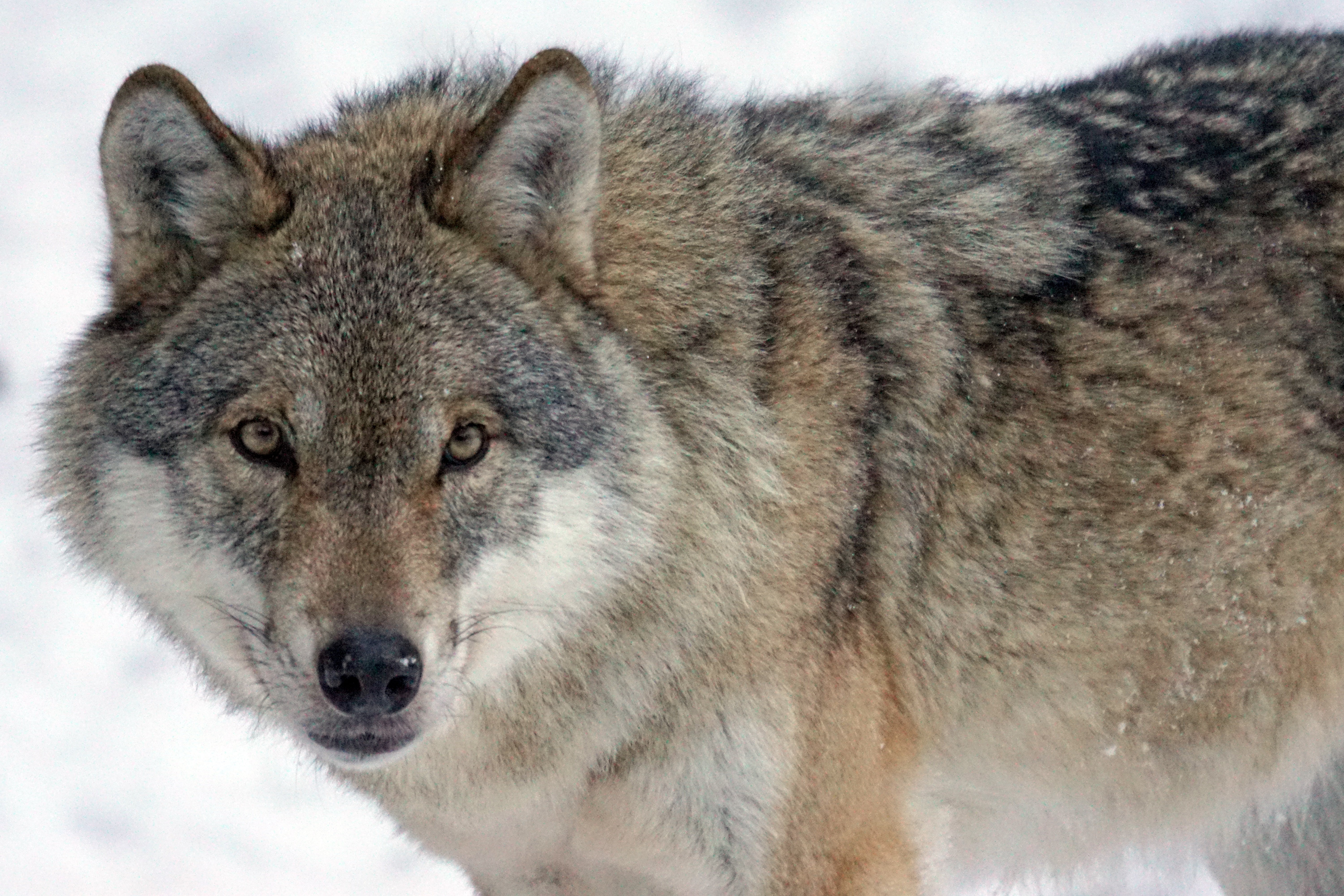 animals in the wild, snow, snow storms, outdoors, pack animal, close-up, gray, 5K, one animal, no people, animal body part, eurasisch, winter, grey, european, HD Wallpaper