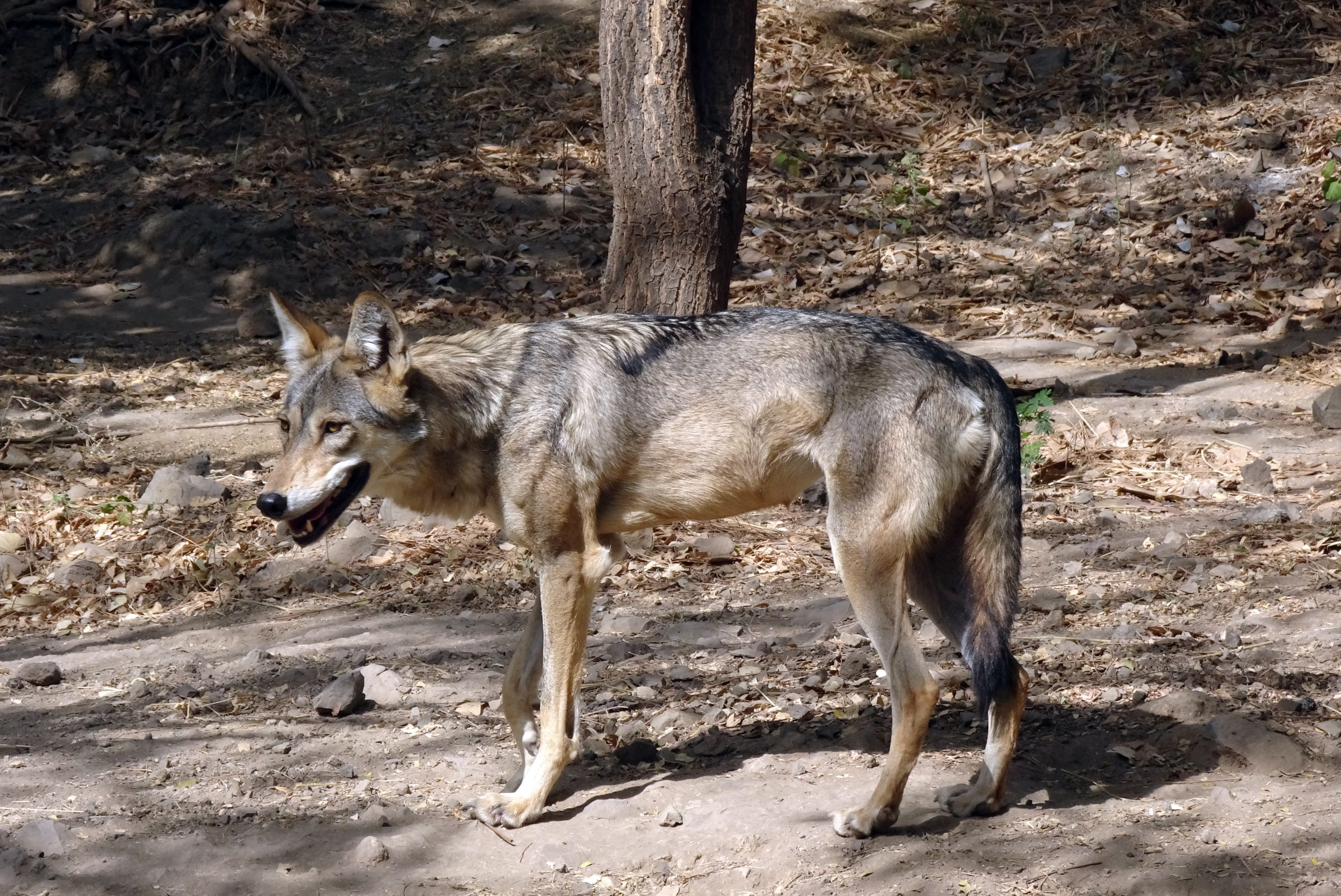 nature, one animal, fauna, no people, mammal, animal, side view, animal wildlife, canis indica, animals in the wild, indian wolf, field, rajkot, full length, HD Wallpaper