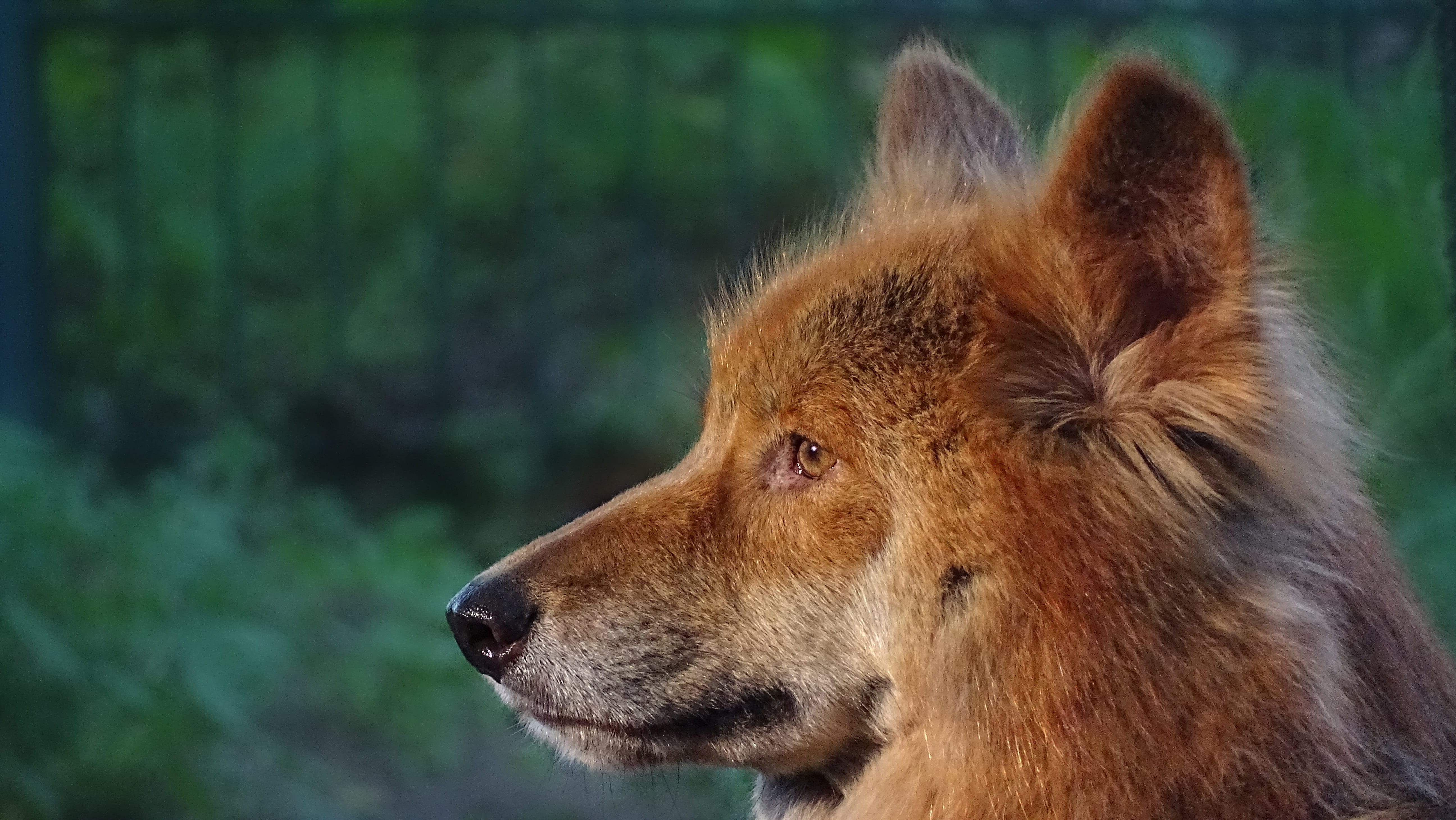 side view, animal, Animals, canine, looking, zoo, spitz, dog, martu, domestic animals, looking away, canis lupus dingo, Dingoes, domestic, 5K, profile view, HD Wallpaper